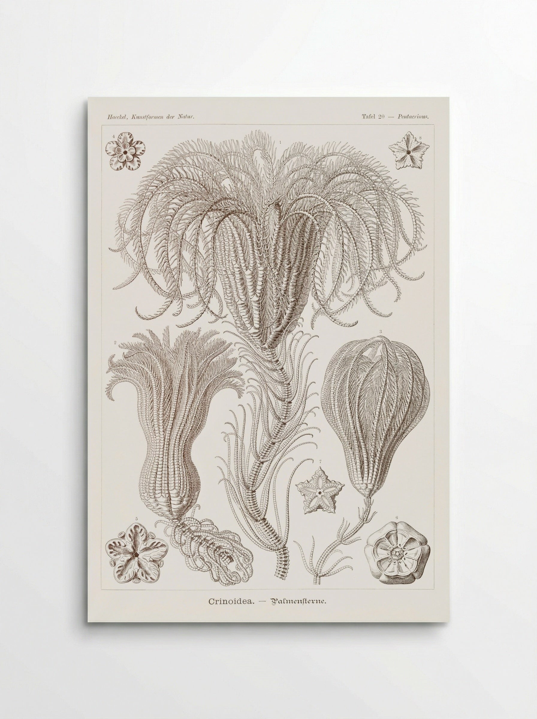 Crinoidea-Palmensterne (1904) - Ernst Haeckel - Poster