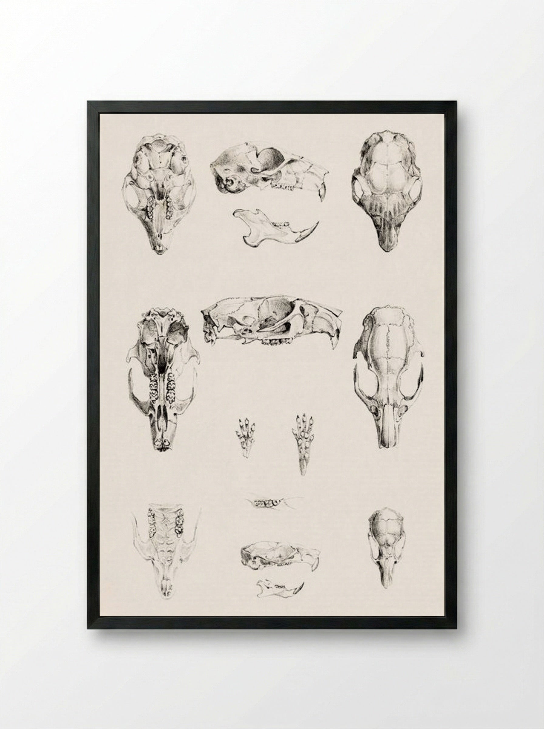 Knaagdierschedels (Rodent Skulls) - Theo van Hoytema - Framed Print Black