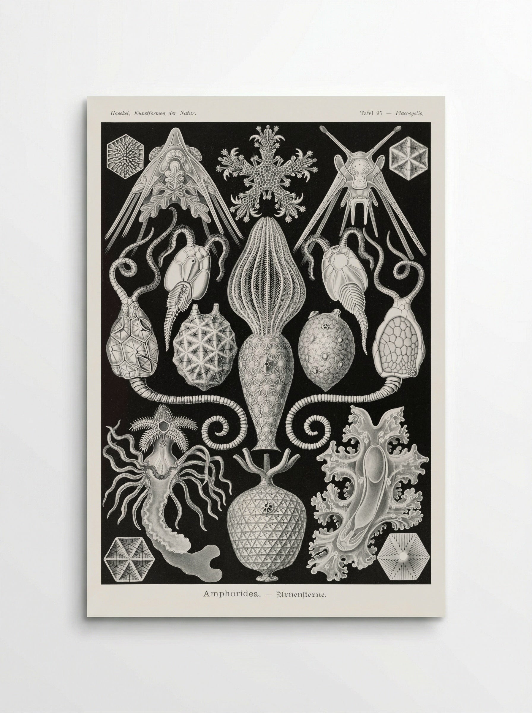 Amphoridea-Urnensterne (1904) - Ernst Haeckel - Poster