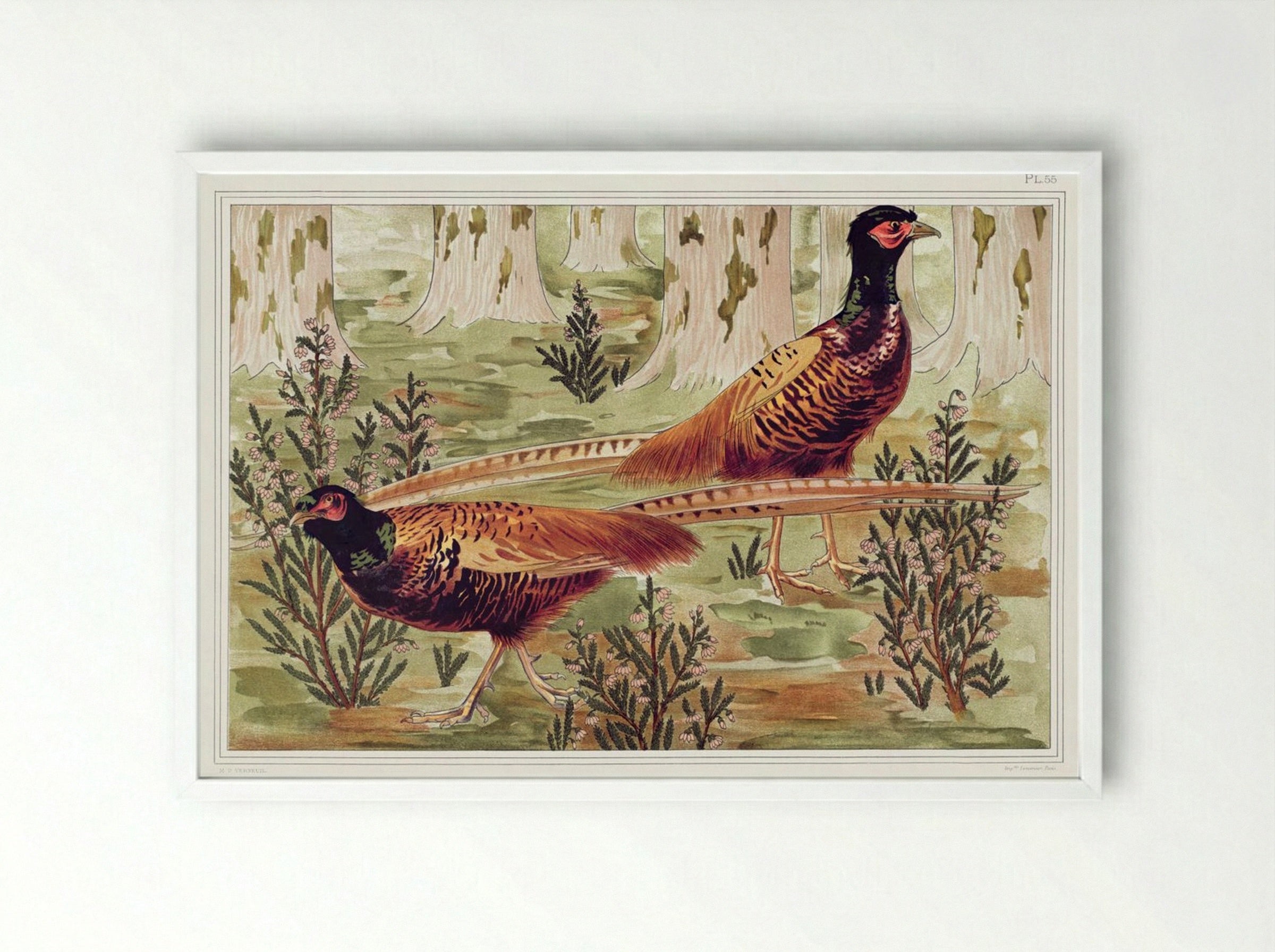 Faisans Ordinaires (Common Pheasants) - Maurice Pillard Verneuil - Framed Print White