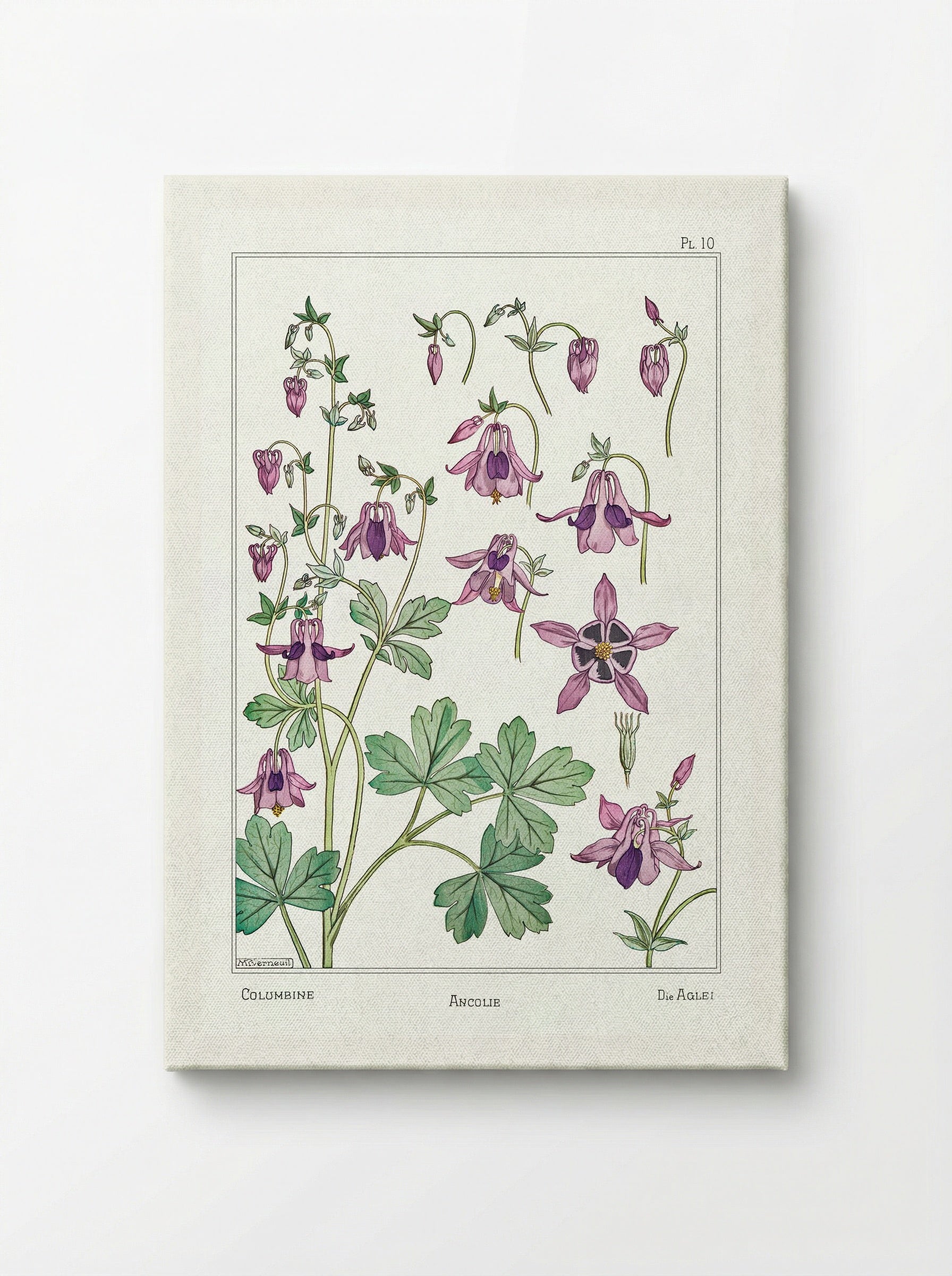 Ancolie (Columbine) from La Plante et ses Applications ornementales - Maurice Pillard Verneuil - Canvas