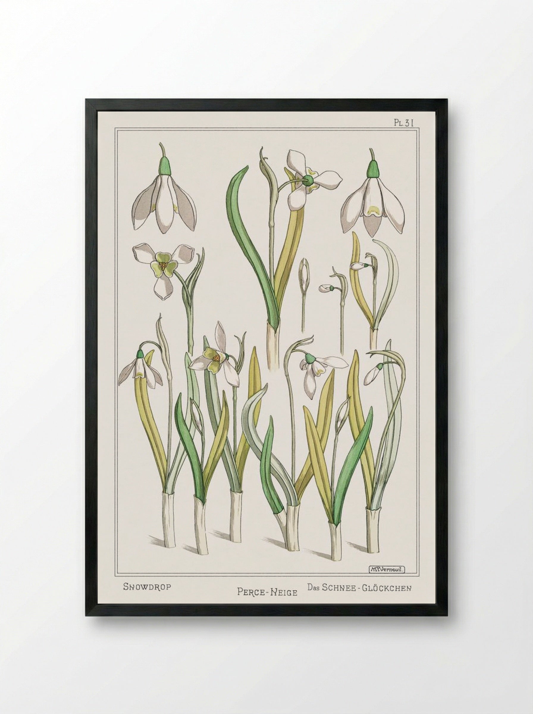 Perce-Neige (Snowdrops) - Maurice Pillard Verneuil - Framed Print Black