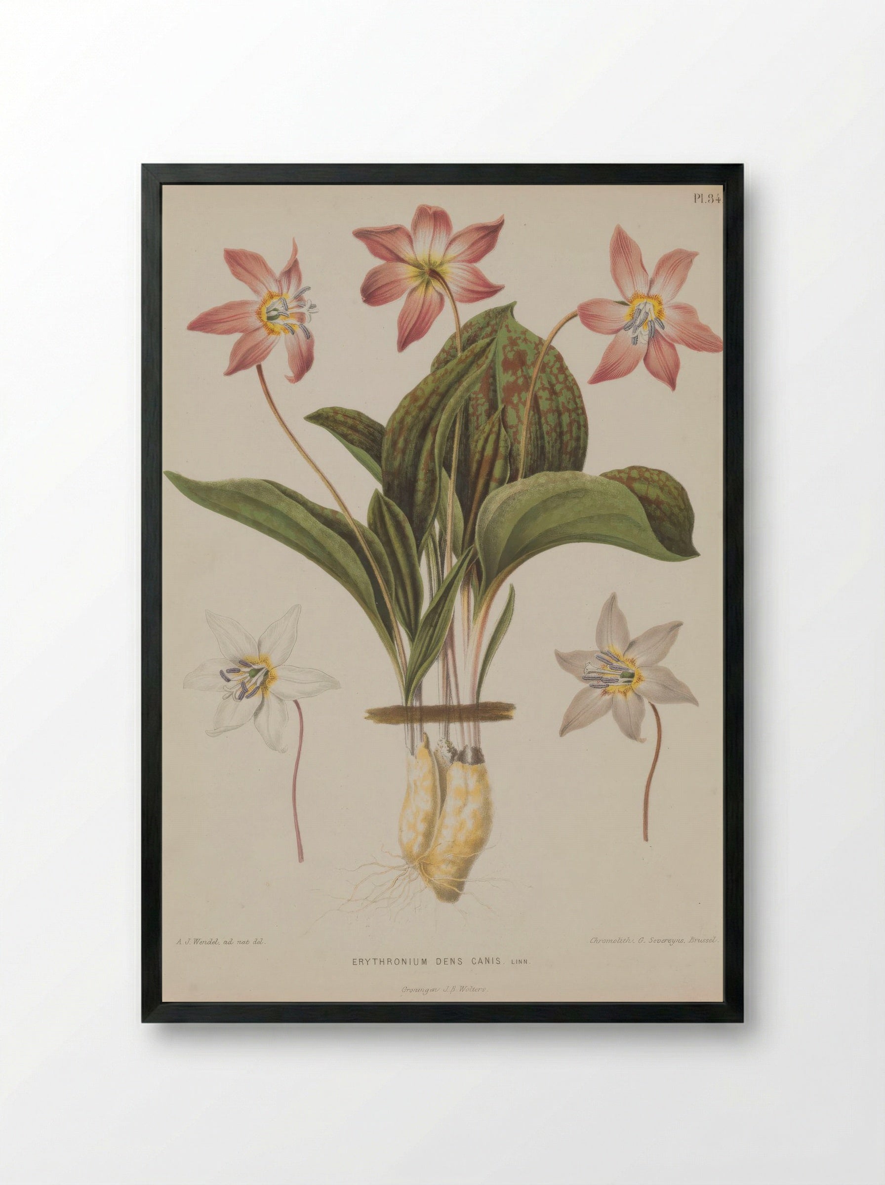 Erythronium Dens Canis L. - A. J. Wendel - Framed Print Black