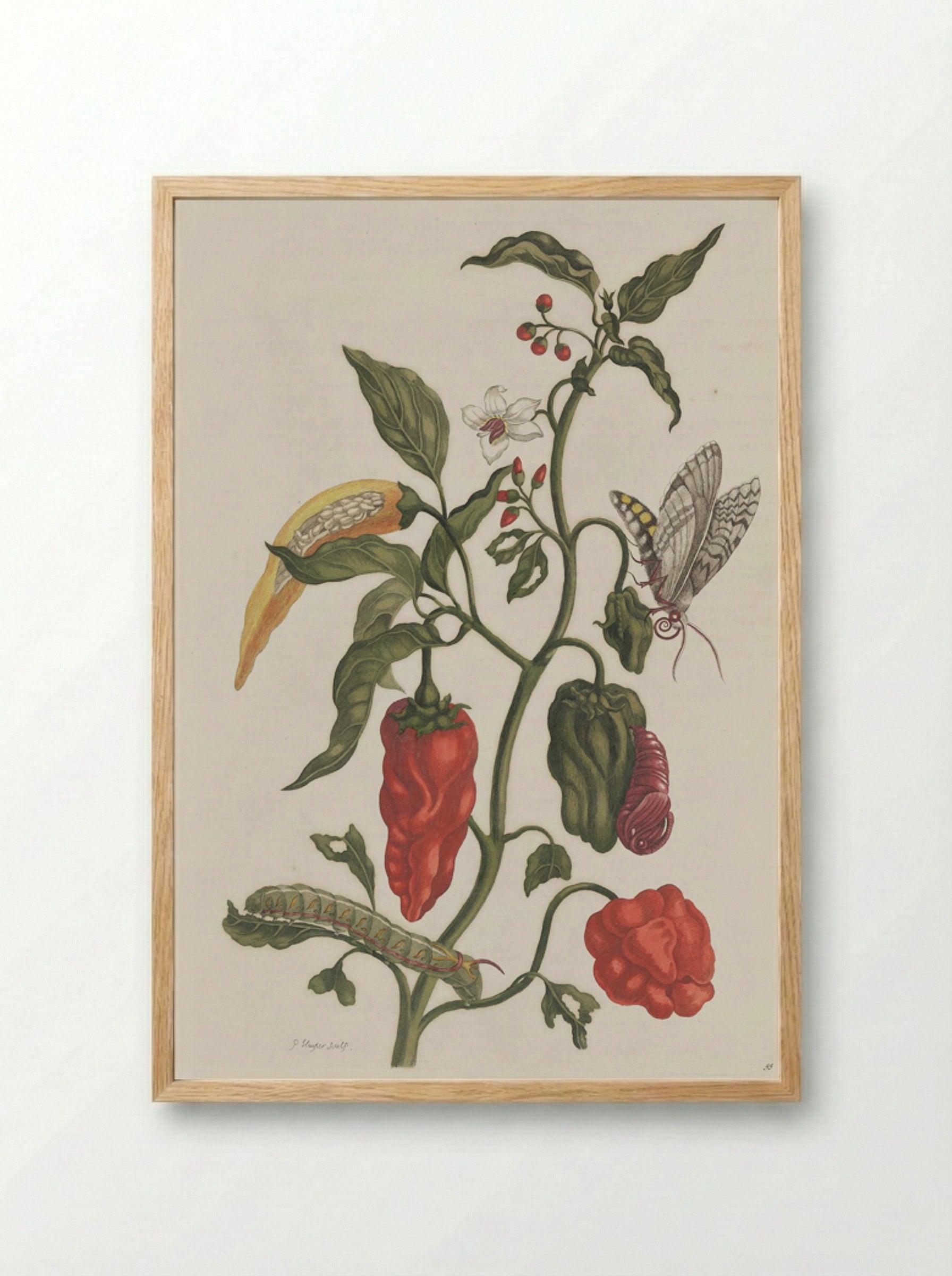 Metamorphosis insectorum Surinamensium - Maria Sibylla Merian - Framed Print Wood