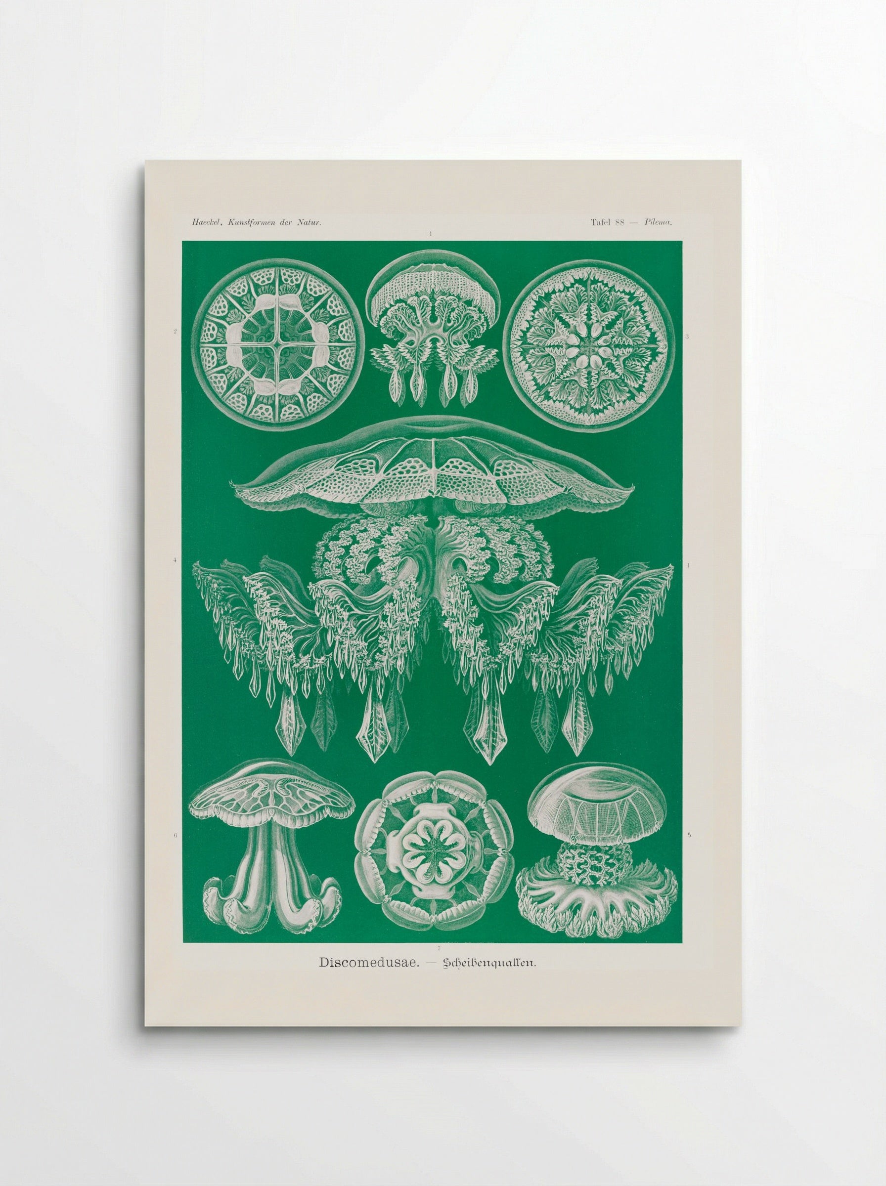 Discomedusae-Scheibenquallen (1904) - Ernst Haeckel - Poster
