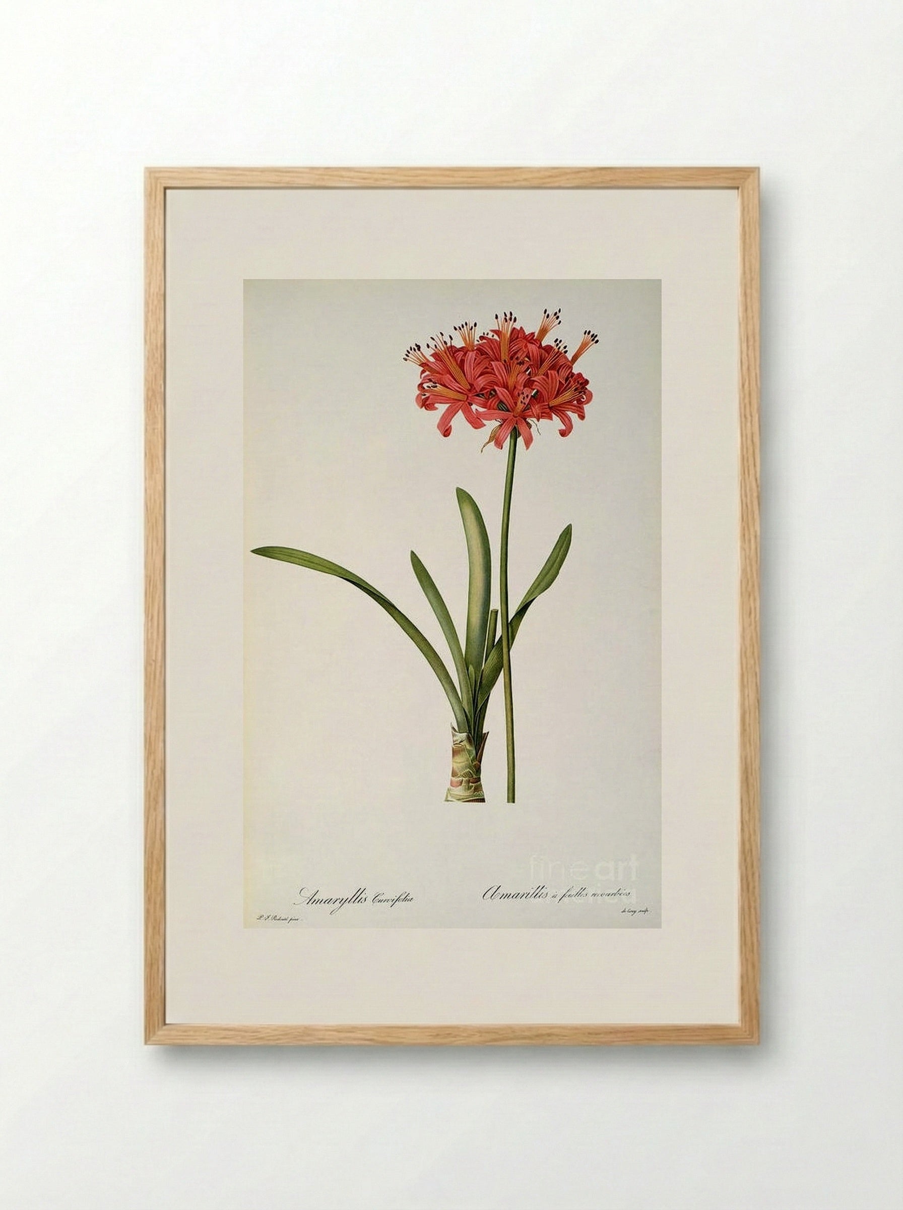 Amaryllis Curvifolia - Pierre-Joseph Redouté - Framed Print Wood