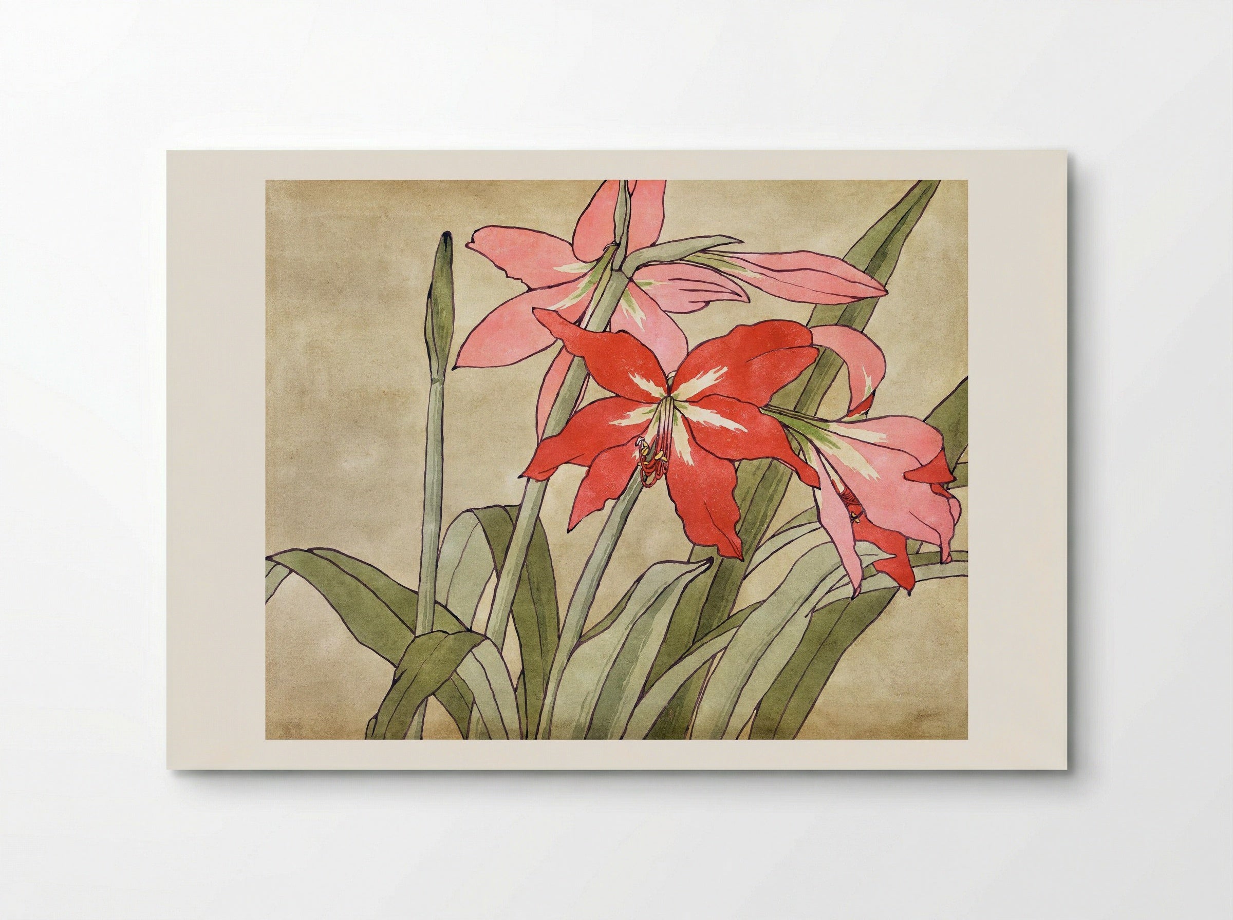 Amaryllis (1915) - Hannah Borger Overbeck - Poster