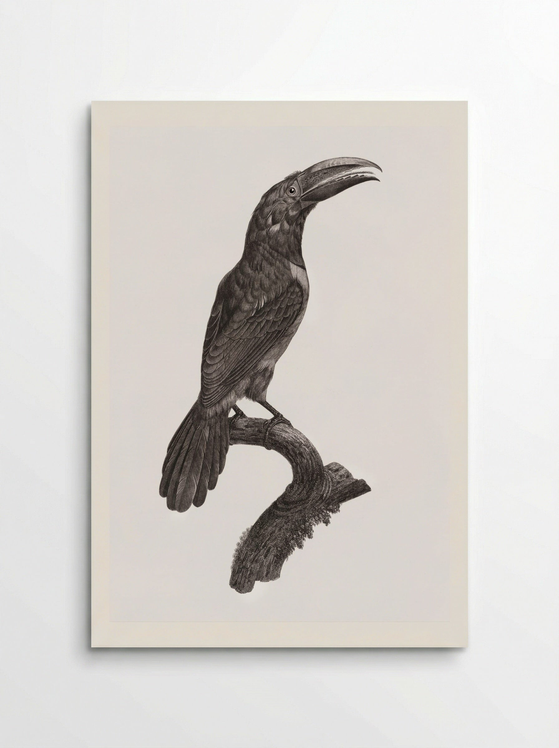 Green Aracari - Jacques Barraband - Poster