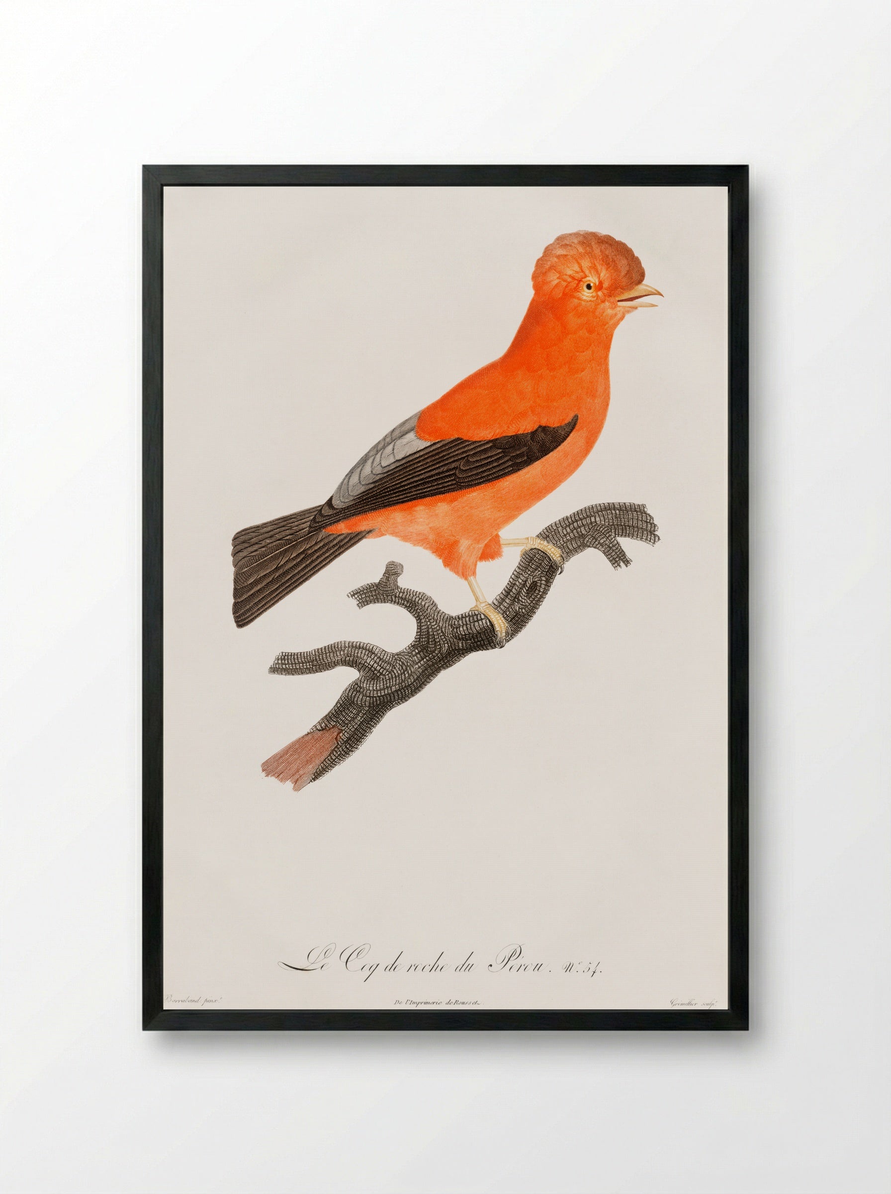 Andean Cock-of-the-Rock - Jacques Barraband - Framed Print Black