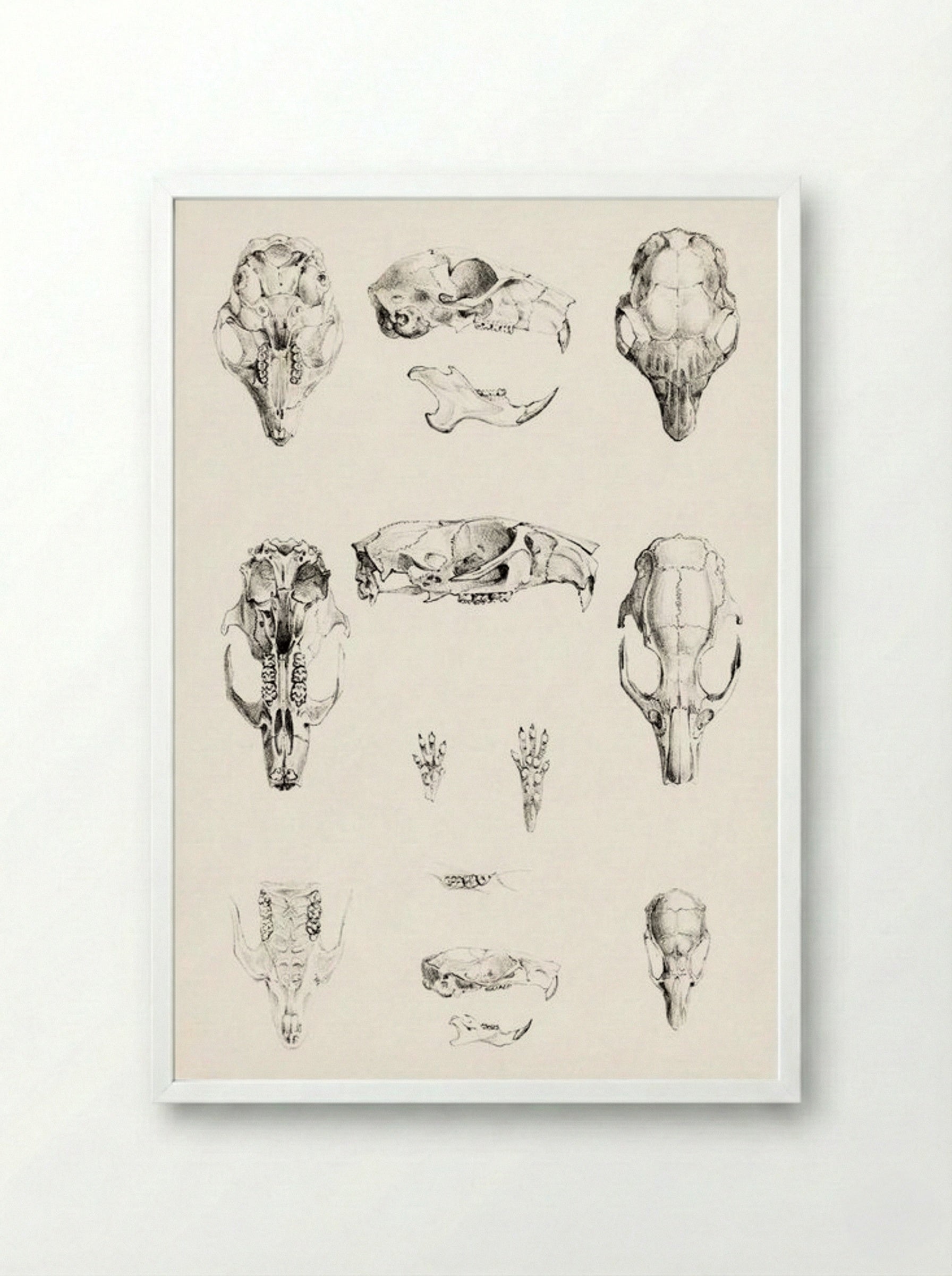 Knaagdierschedels (Rodent Skulls) - Theo van Hoytema - Framed Print White