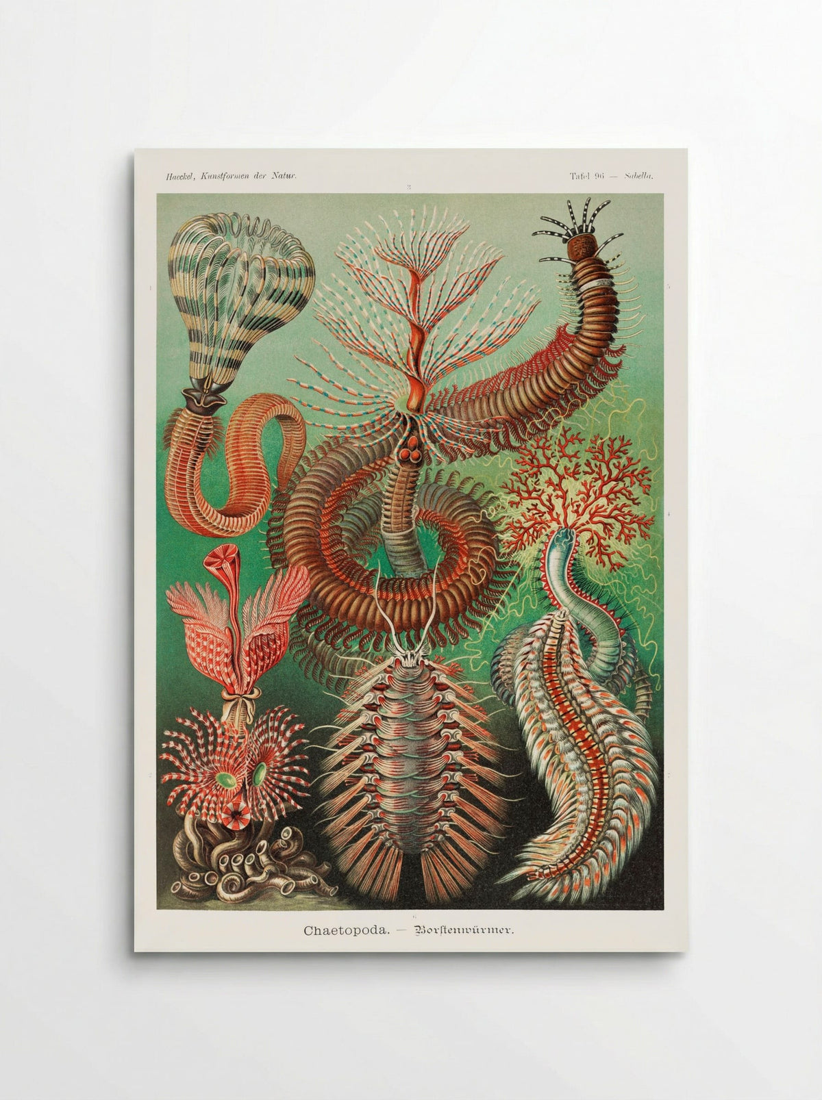 Chaetopoda-Borstenwürmer (1904) - Ernst Haeckel - Poster
