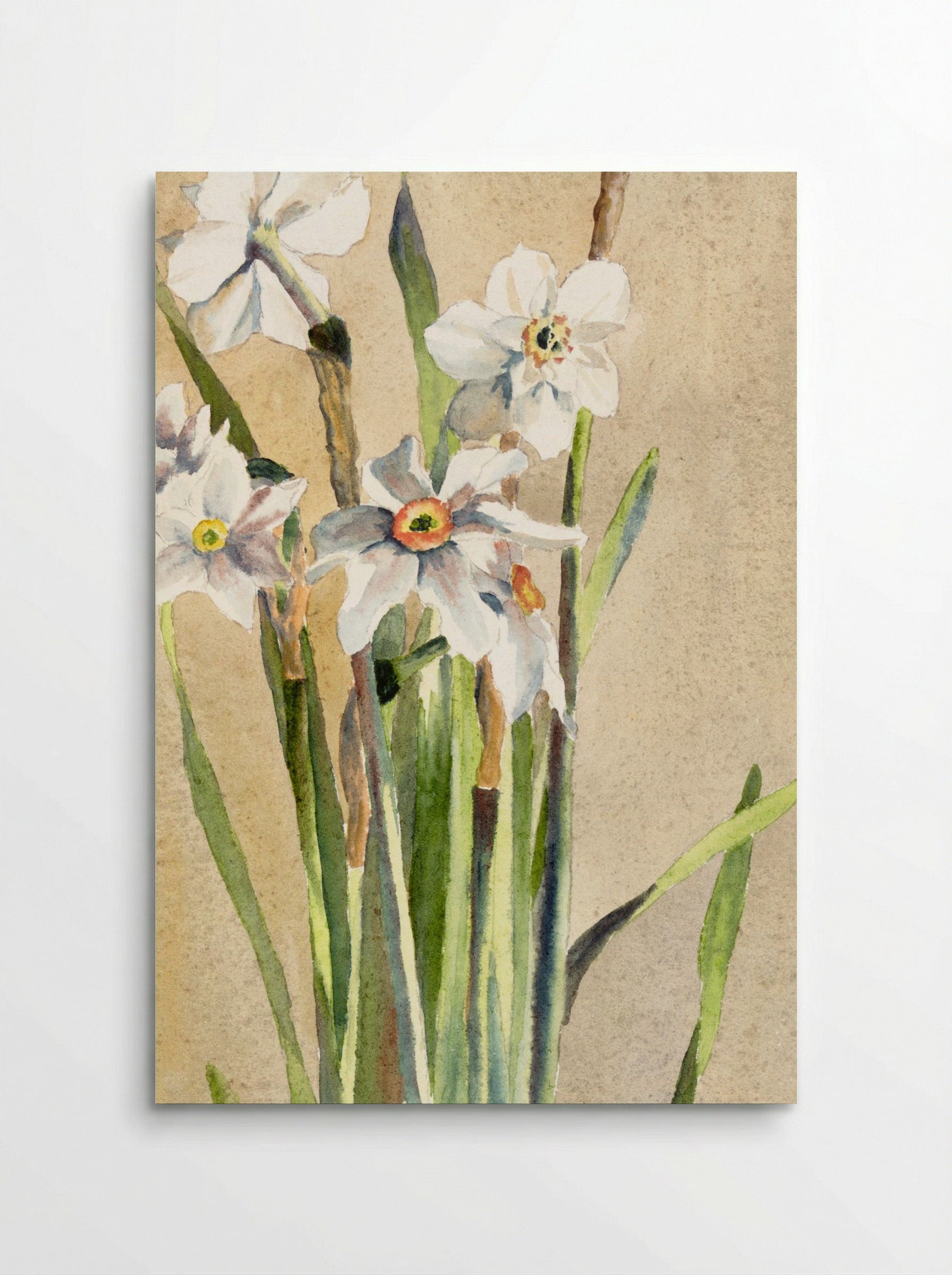 White Narcissus with Gray Accents (1915) - Hannah Borger Overbeck - Poster