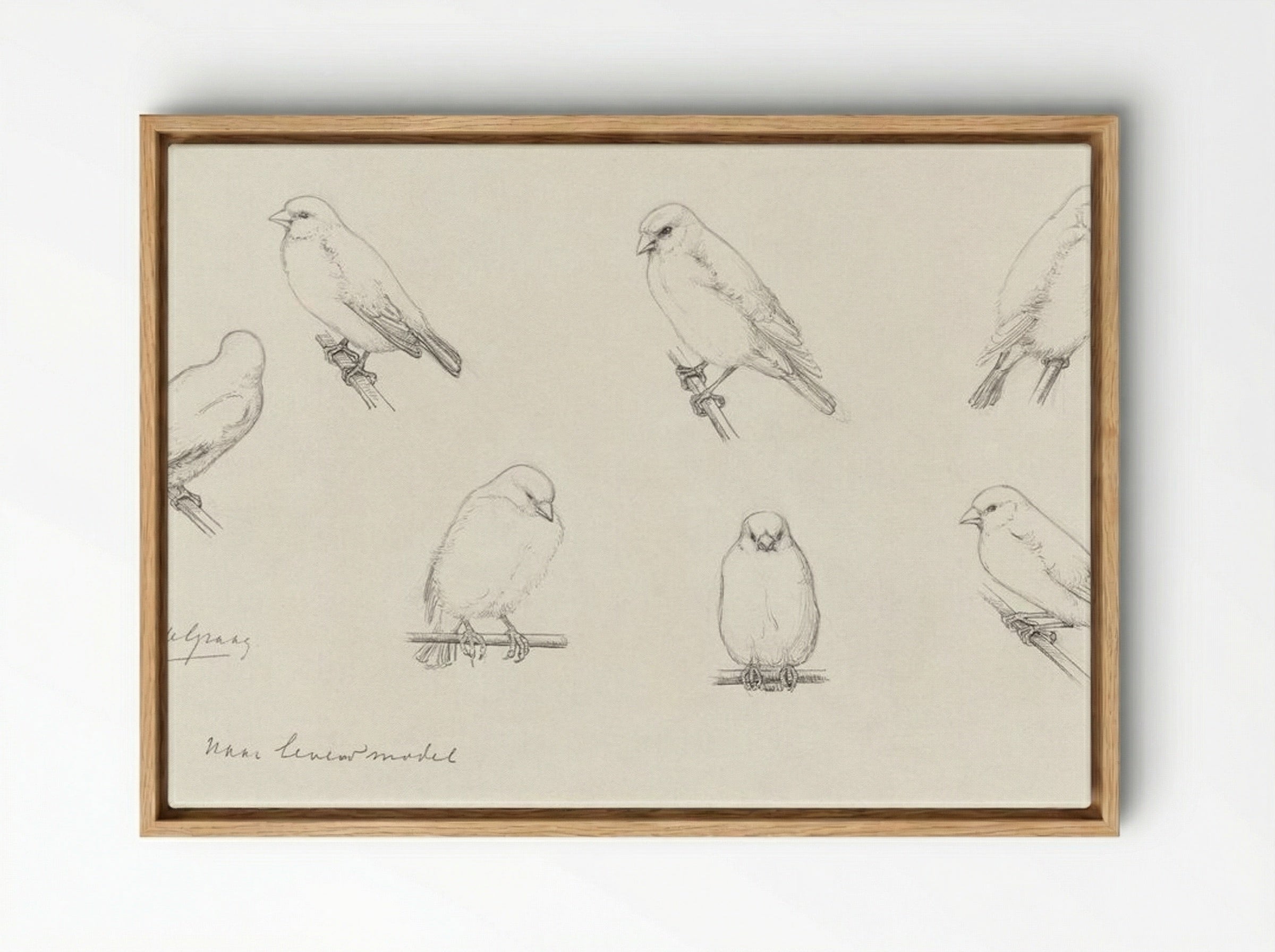 Study of Canaries - Julie de Graag - Framed Canvas Wood
