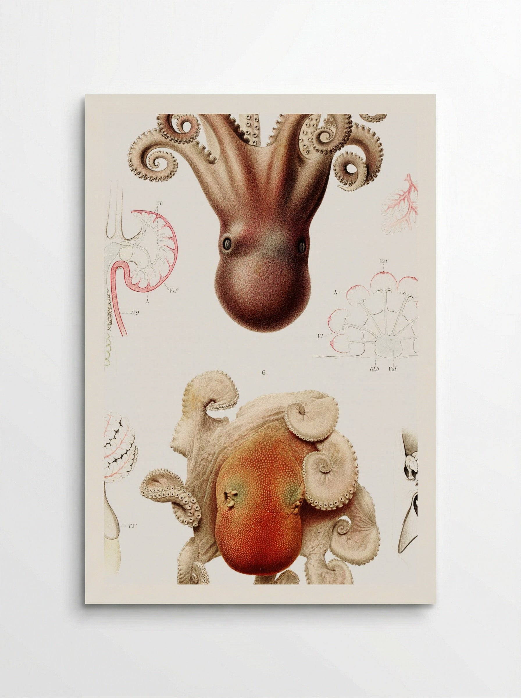 Octopus Illustration - Albert I of Monaco - Poster