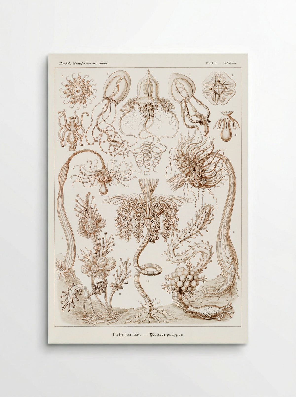 Diatomea-Schachtellinge (1904) - Ernst Haeckel - Poster