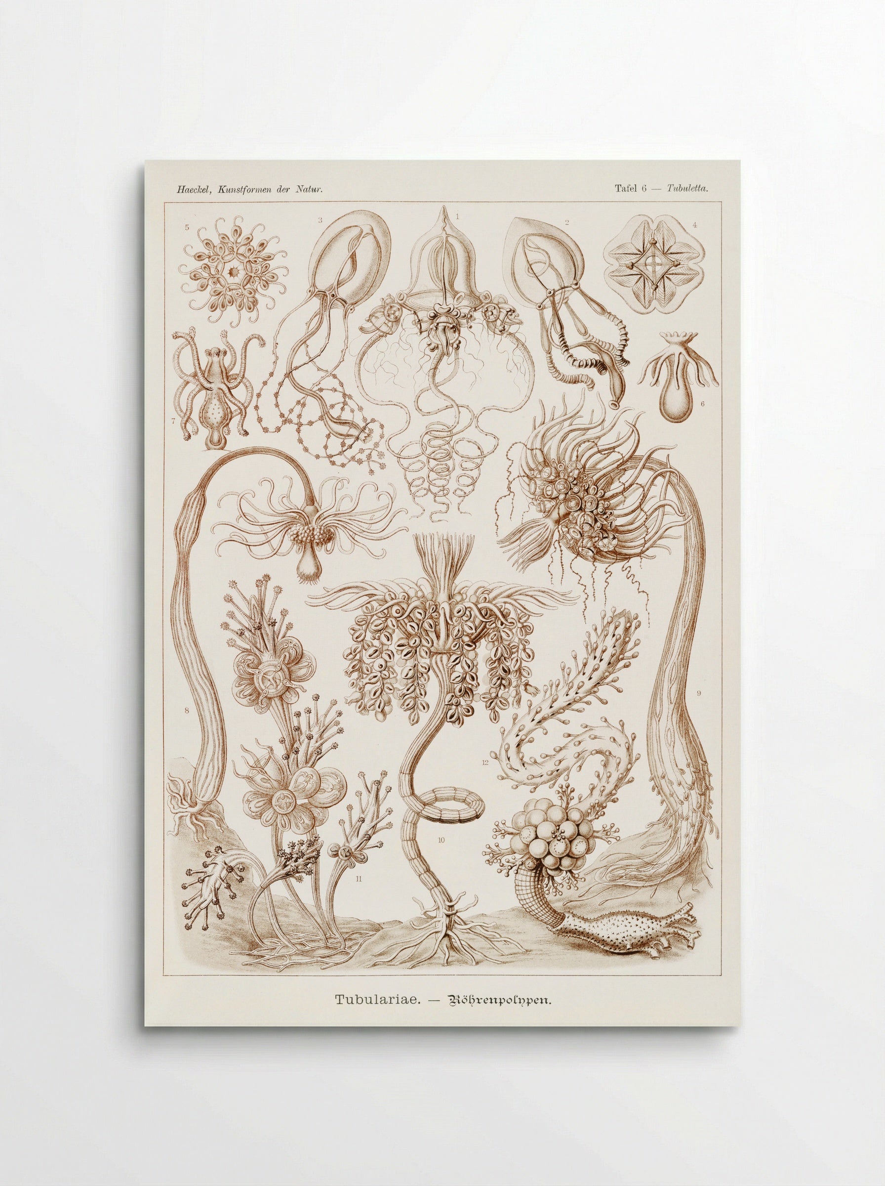 Diatomea-Schachtellinge (1904) - Ernst Haeckel - Poster