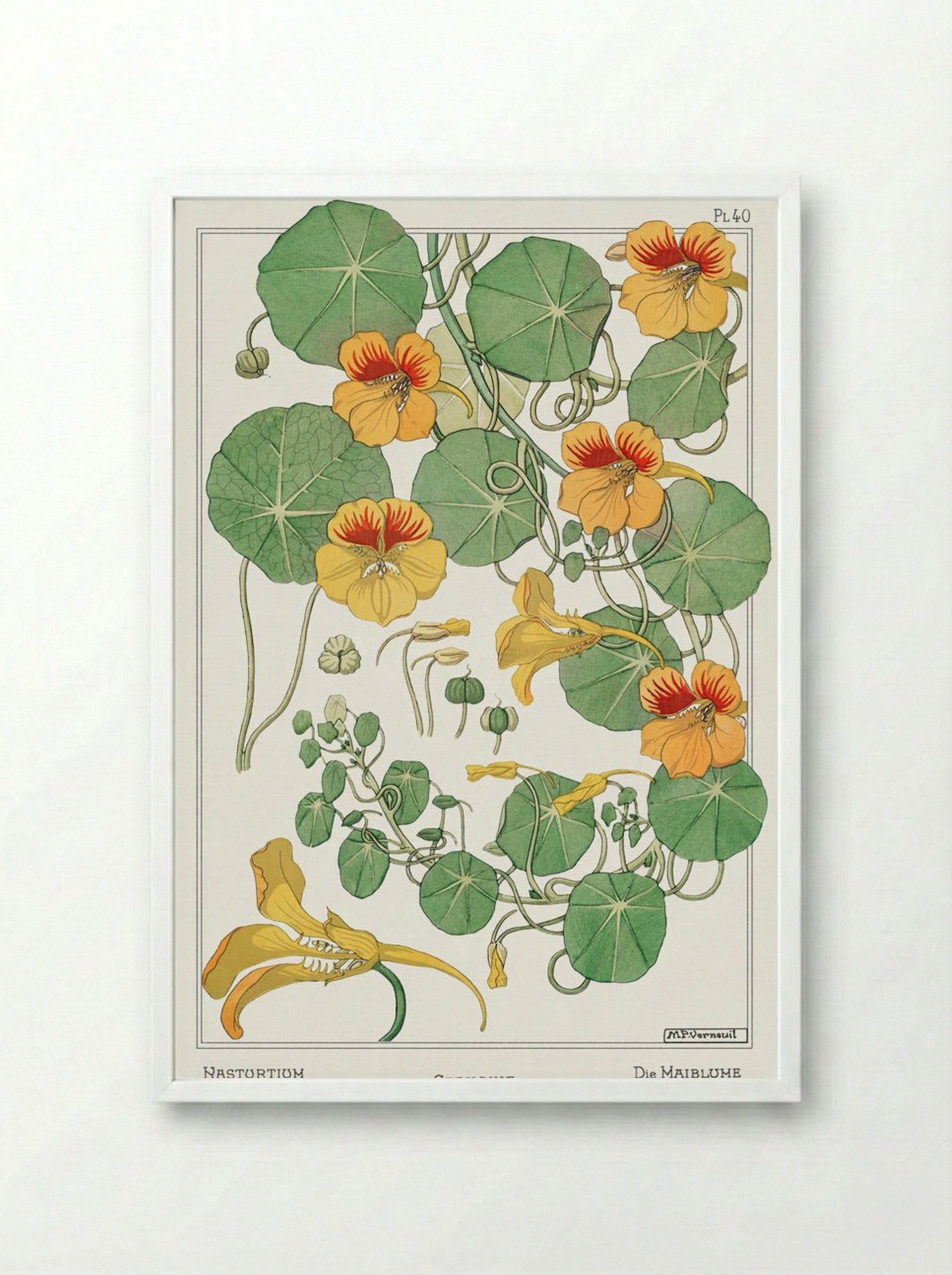 Capucine (Nasturtium) - Maurice Pillard Verneuil - Framed Print White