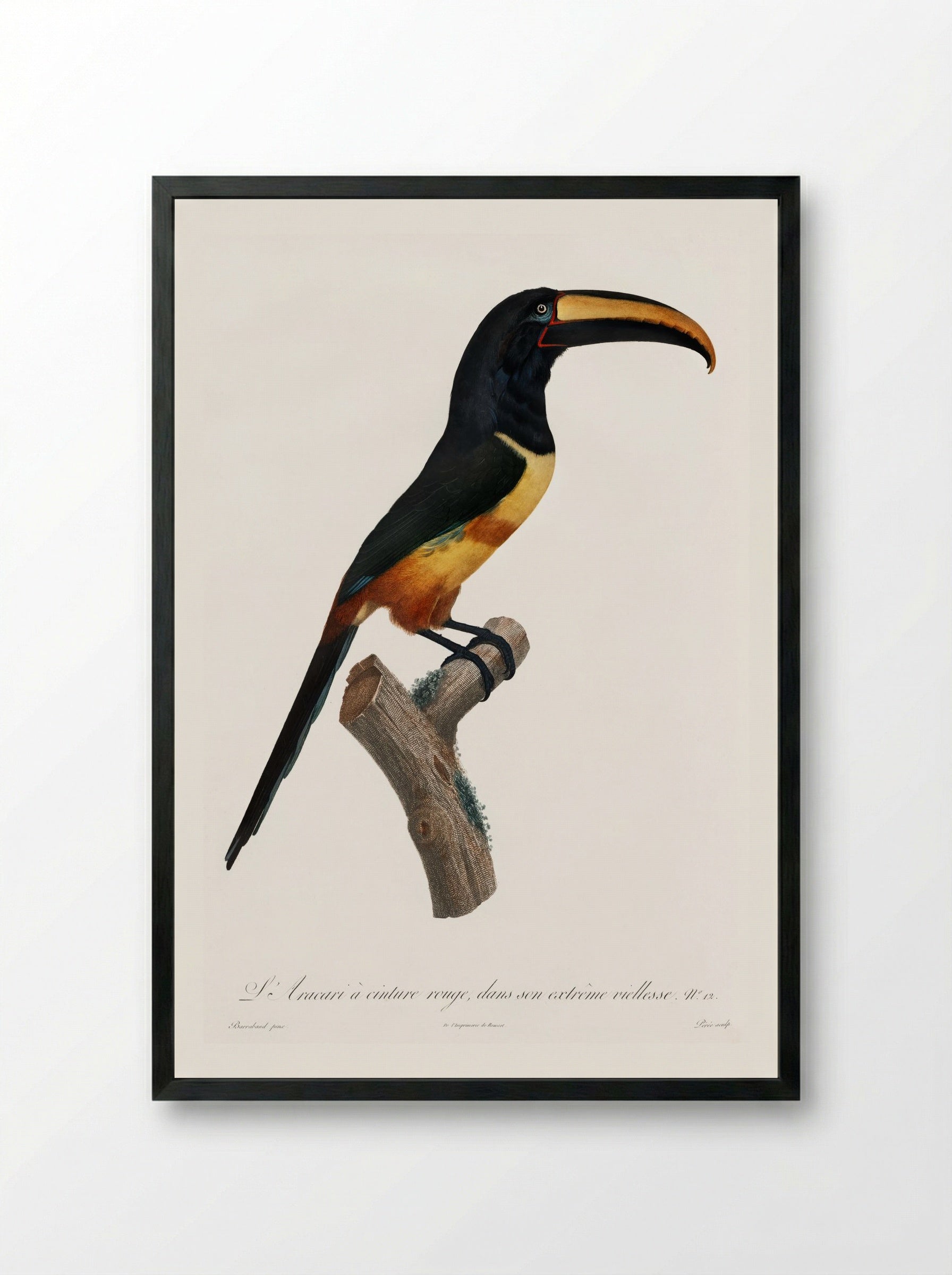 Old Red Belt Aracari - Jacques Barraband - Framed Print Black