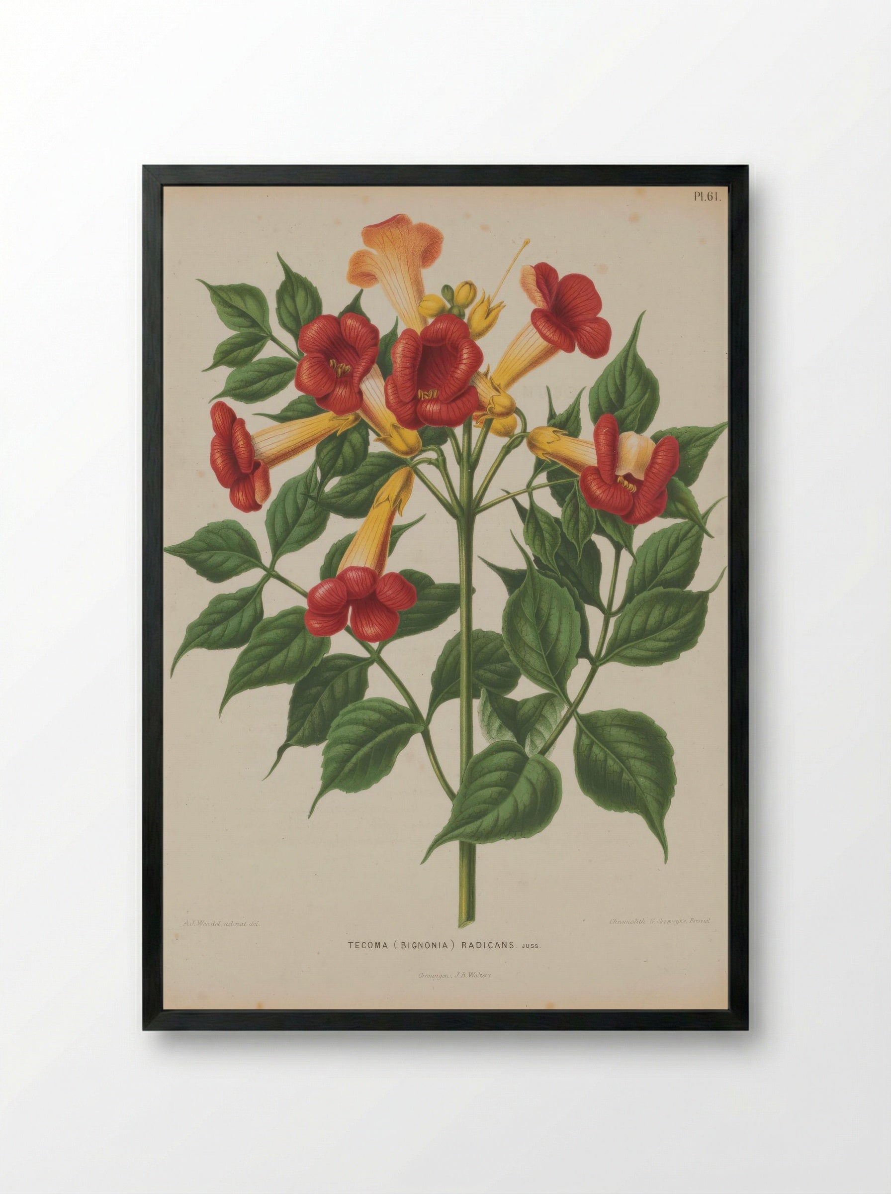 Bignonia Radicans L. - A. J. Wendel - Framed Print Black