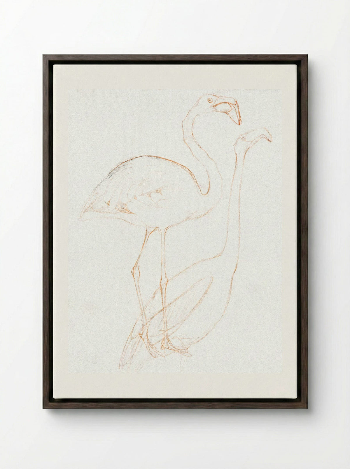 Two Studies of a Flamingo - Theo van Hoytema - Framed Canvas Dark Wood