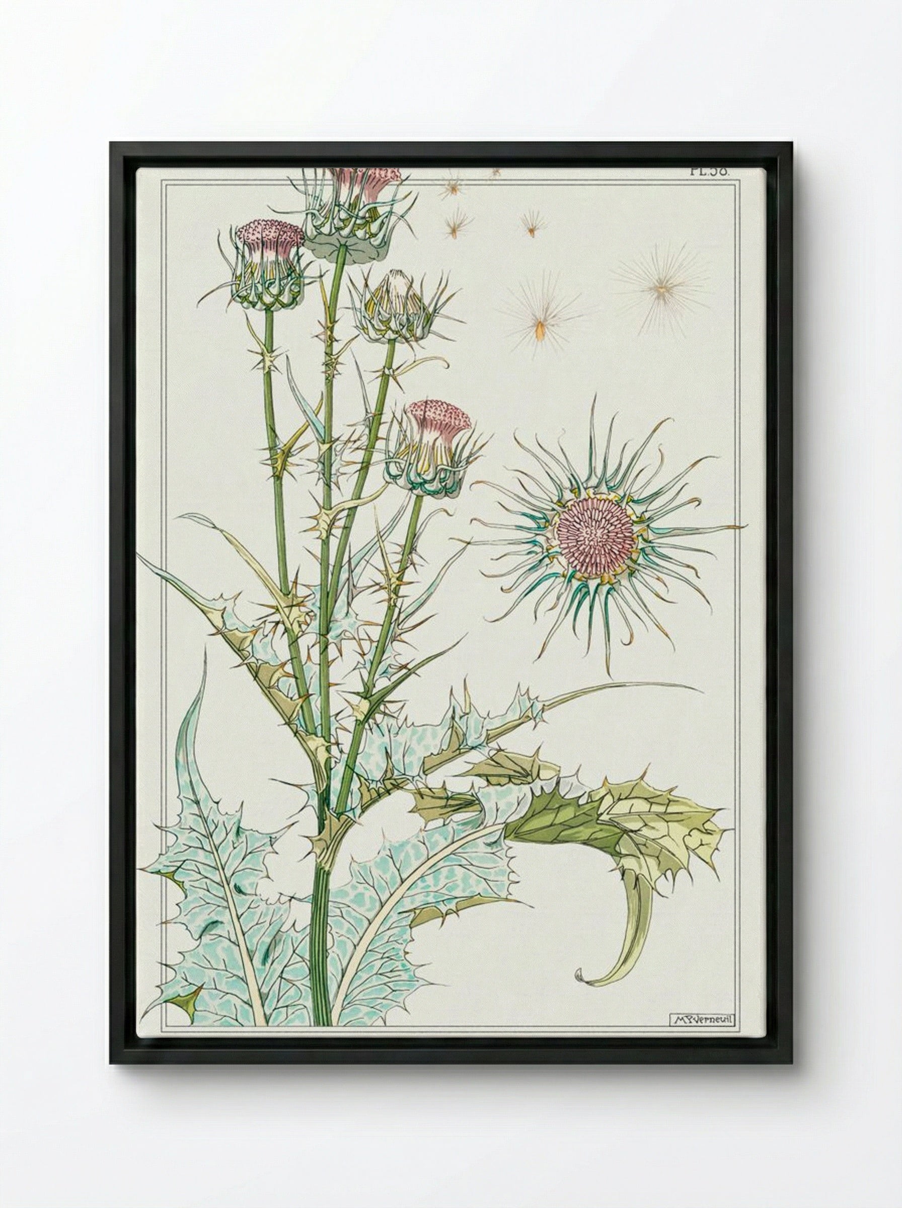 Chardon (Thistle) from La Plante et ses Applications ornementales - Maurice Pillard Verneuil - Framed Canvas Black