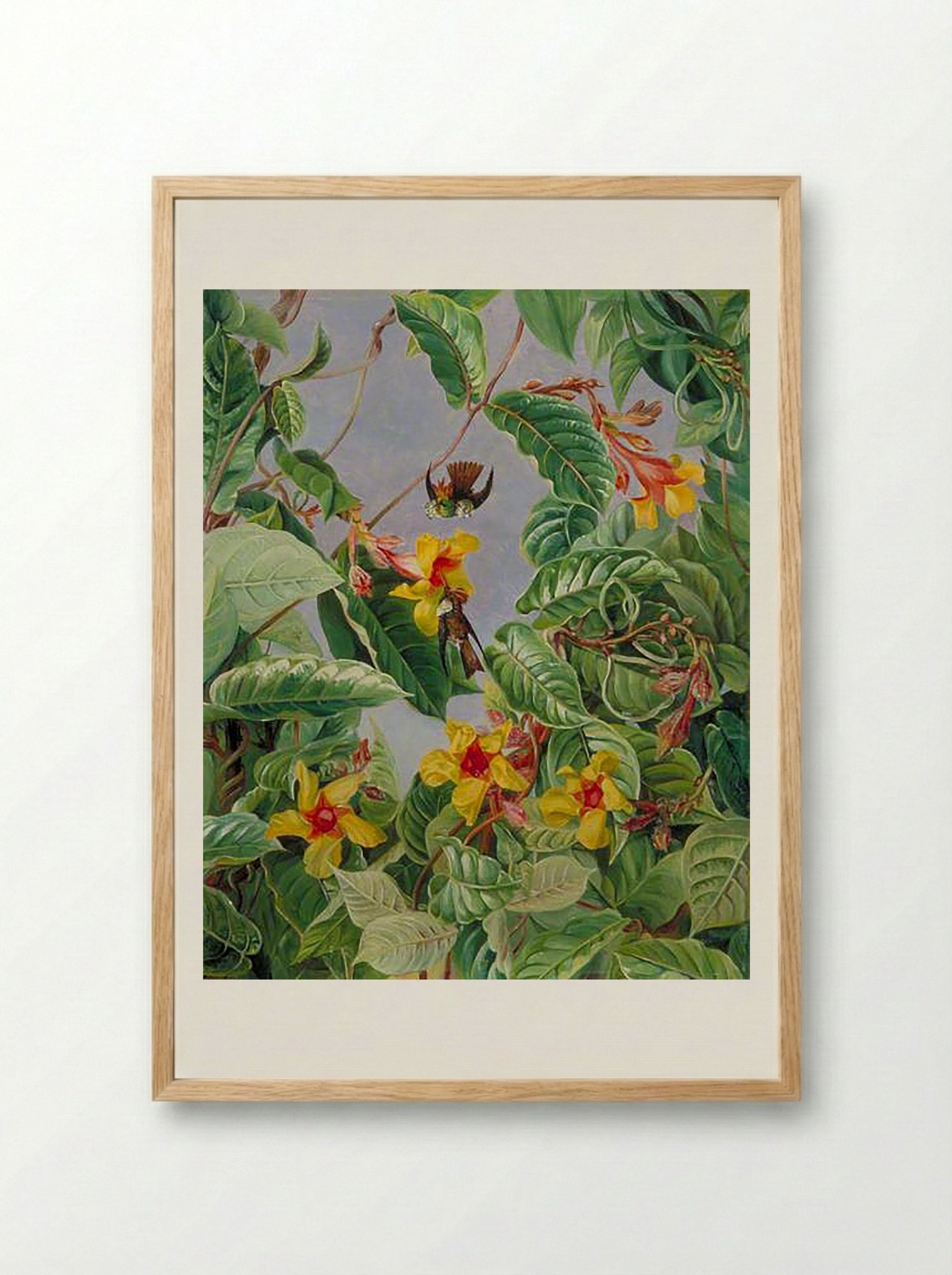 A Brazilian Climbing Shrub and Humming Birds - Marianne North - Framed Print Wood