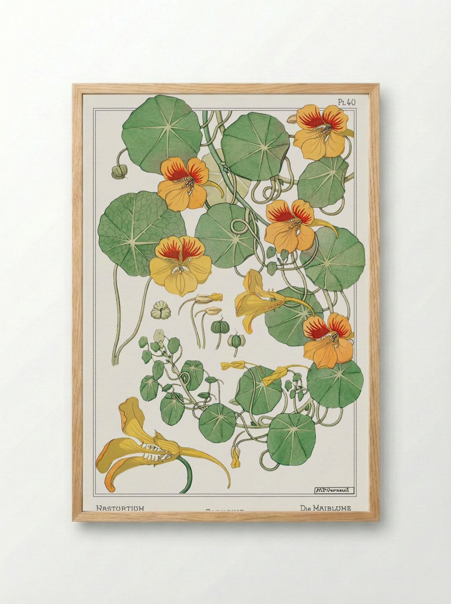 Capucine (Nasturtium) - Maurice Pillard Verneuil - Framed Print Wood
