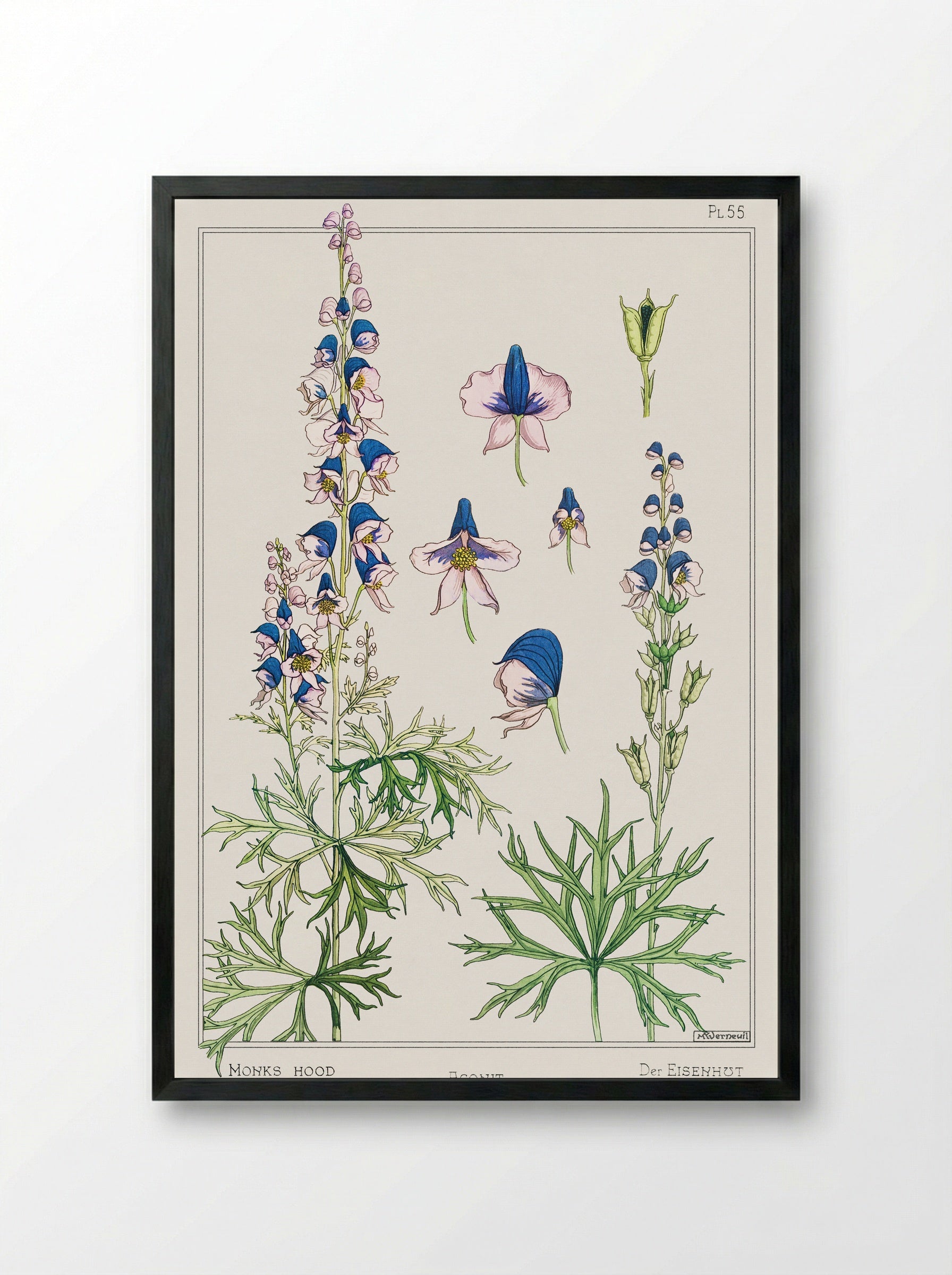 Aconite (Monkshood) - Maurice Pillard Verneuil - Framed Print Black
