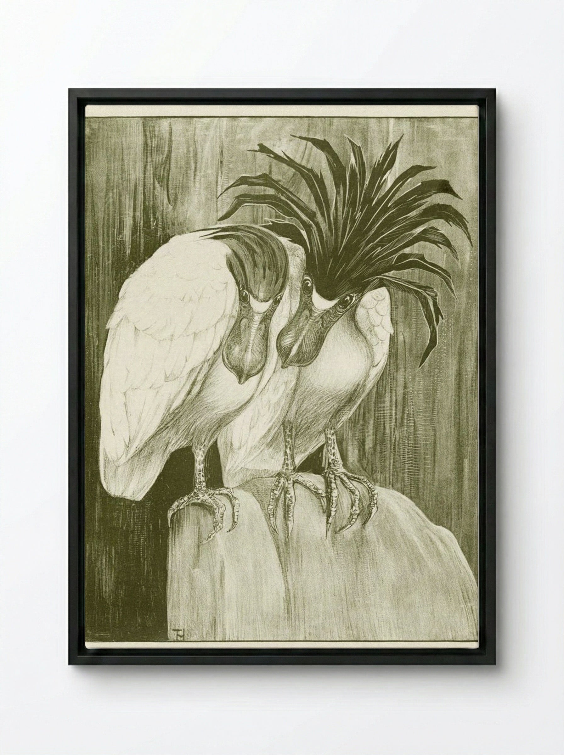 Two Boat-billed Herons - Theo van Hoytema - Framed Canvas Black