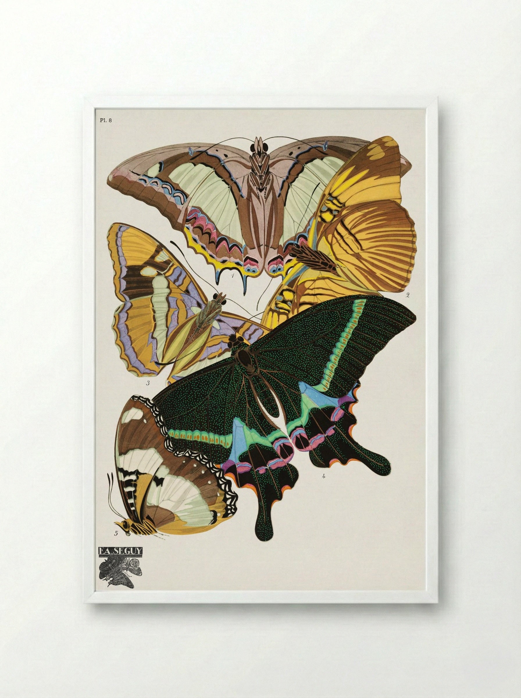 Butterflies (Plate 8) - Émile-Allain Séguy - Framed Print White
