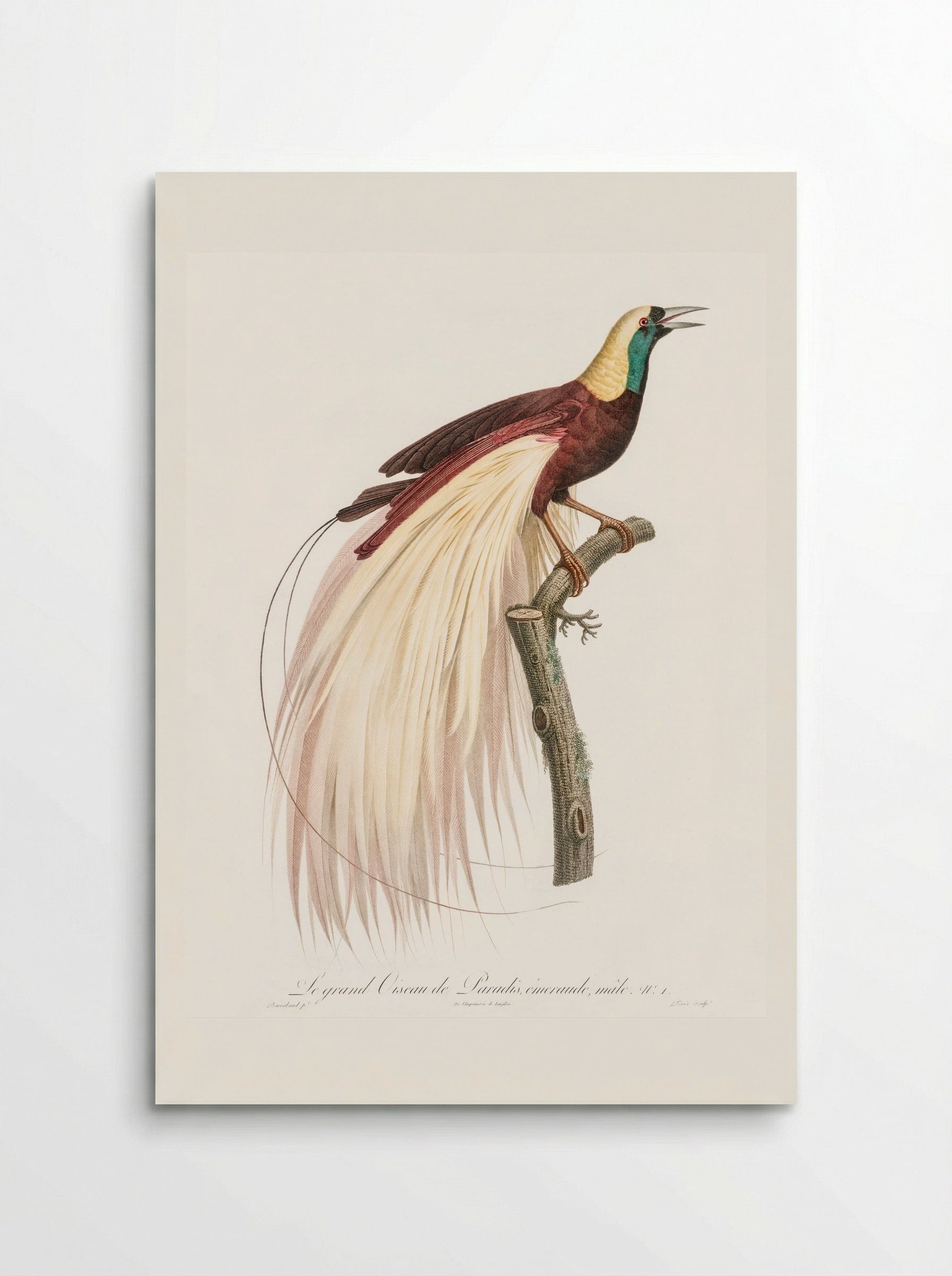 Emperor Bird-of-Paradise, Male - Jacques Barraband - Poster