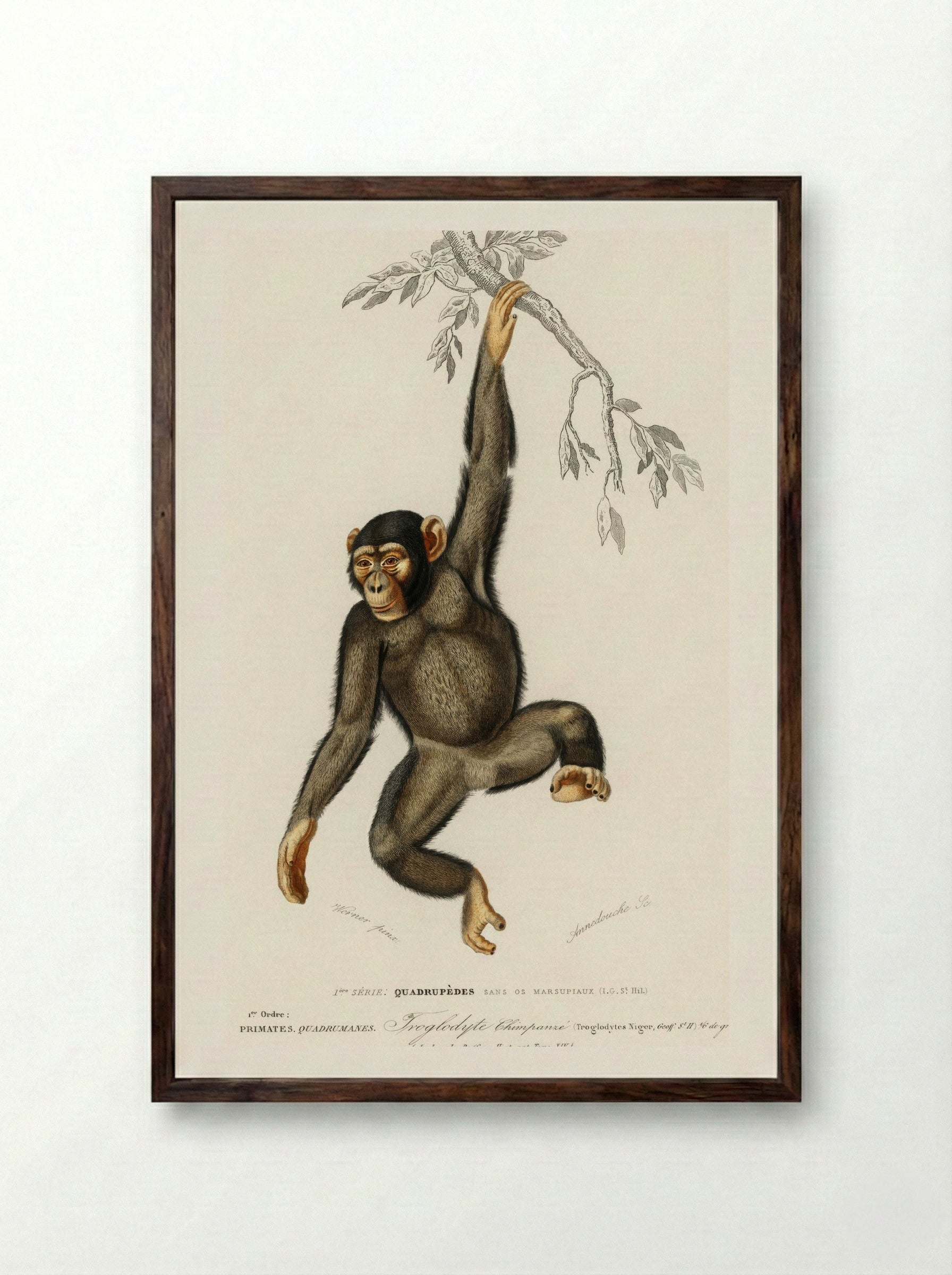 Chimpanzee (Troglodyte Chimpanze) - Charles Dessalines D'Orbigny - Framed Print Dark Wood