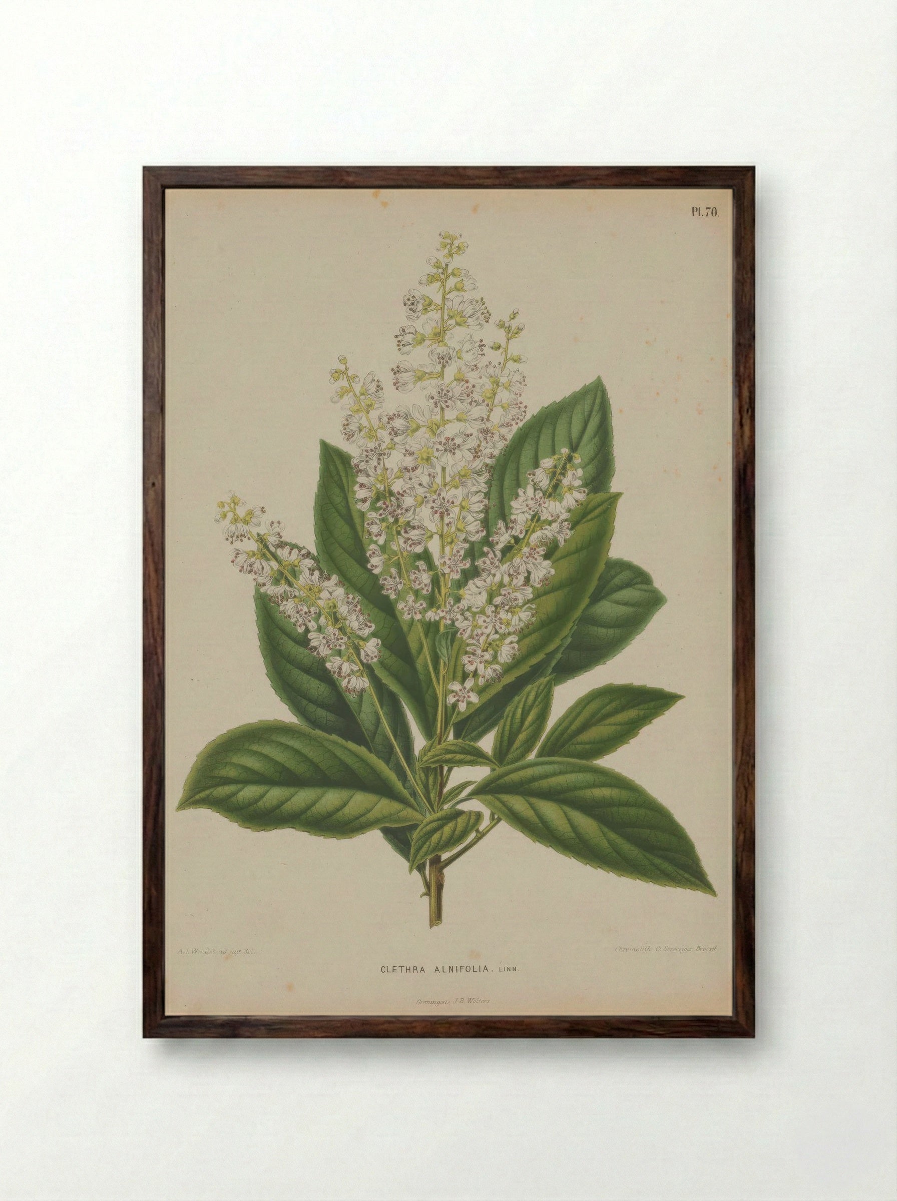 Clethra Alnifolia L. - A. J. Wendel - Framed Print Dark Wood