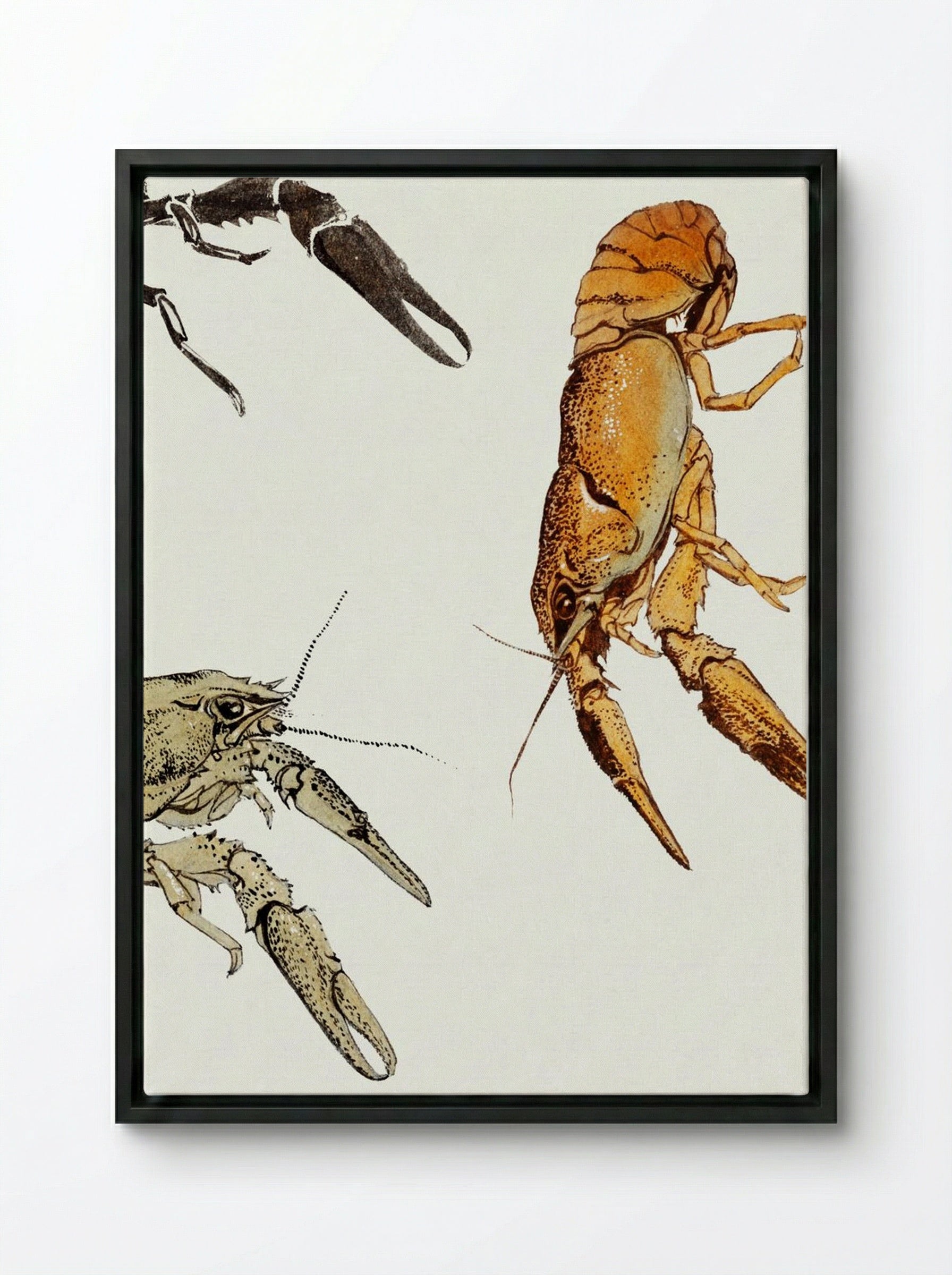 Sketches of Crayfish - Julie de Graag - Framed Canvas Black