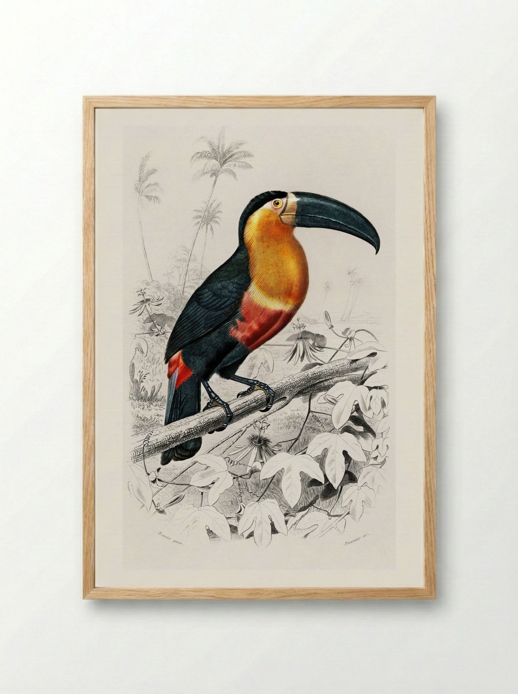 Toucan (Ramphastos) - Charles Dessalines D'Orbigny - Framed Print Wood