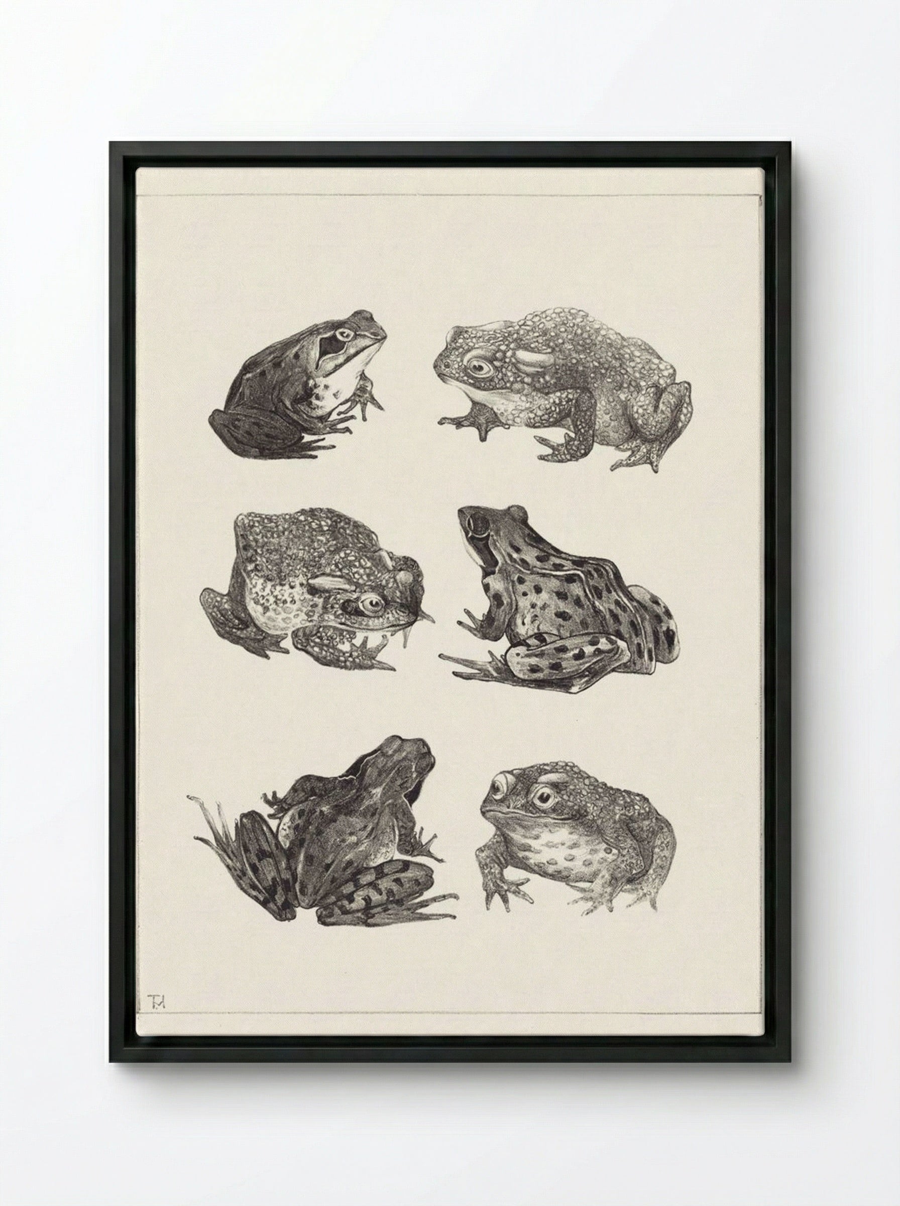 Six Frogs and Toads - Theo van Hoytema - Framed Canvas Black