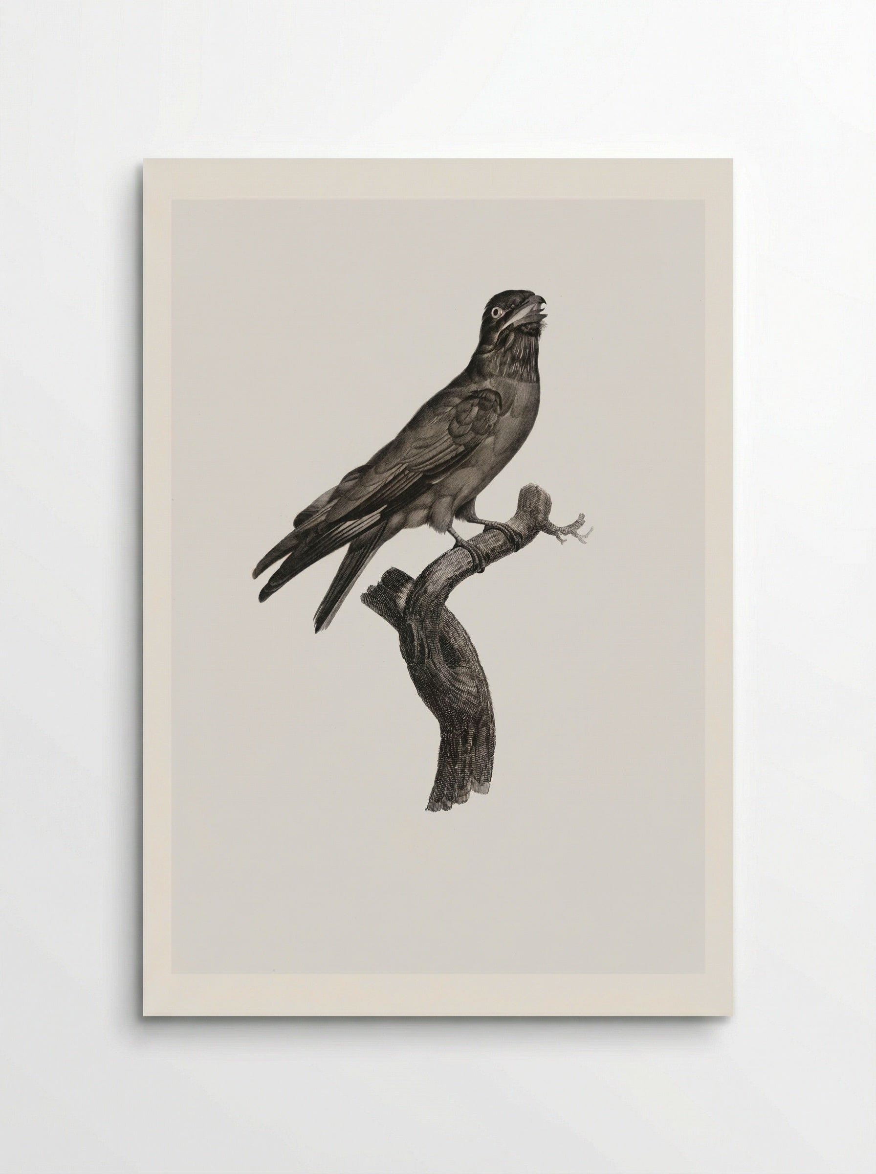Blue-throated Roller - Jacques Barraband - Poster