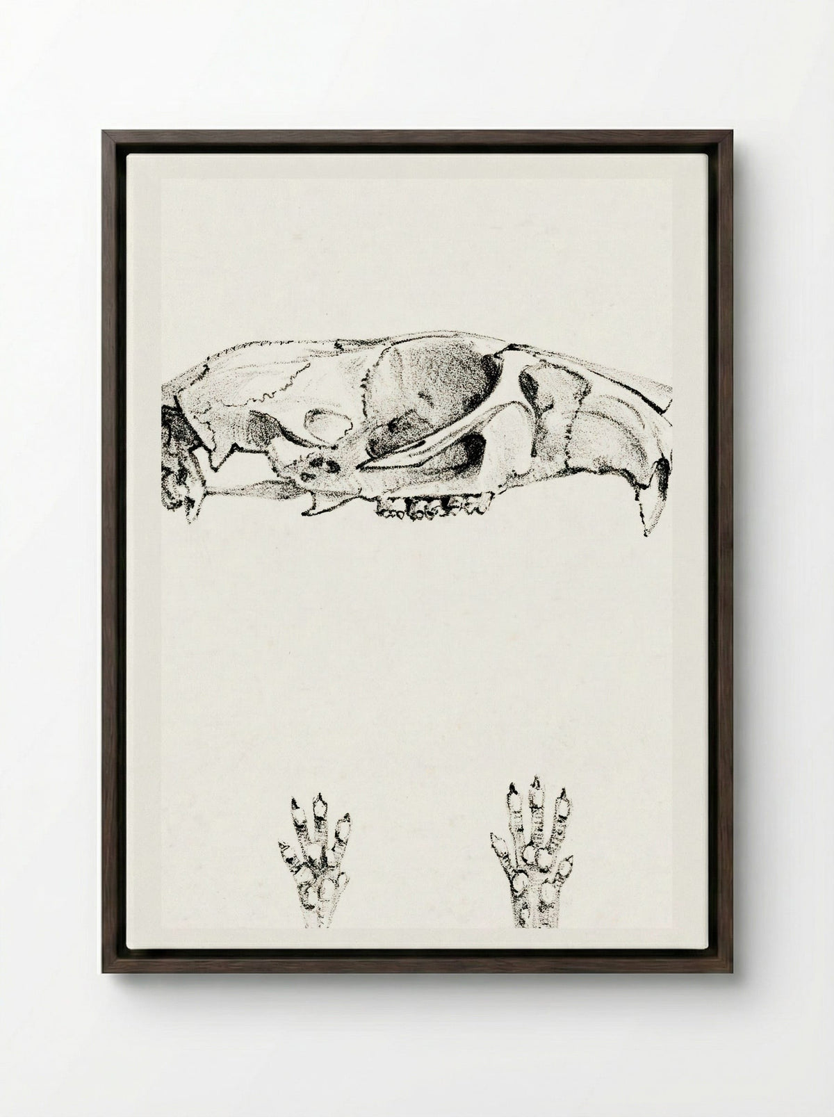 Knaagdierschedels (Rodent Skulls) - Theo van Hoytema - Framed Canvas Dark Wood