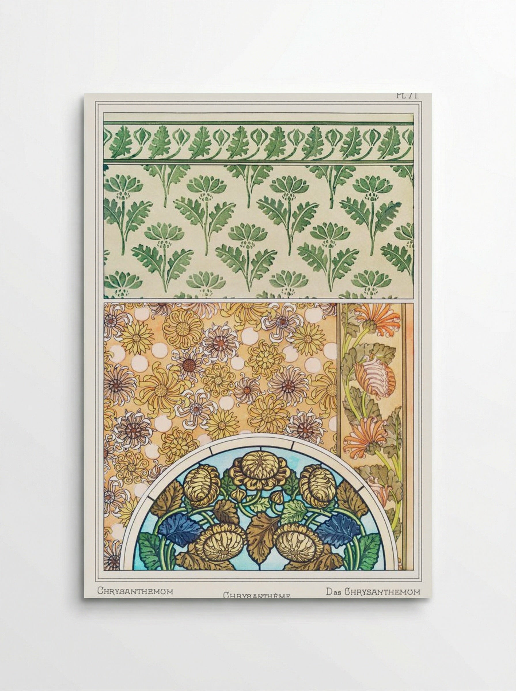 Chrysanthème (Chrysanthemum) from La Plante et ses Applications ornementales - Maurice Pillard Verneuil - Poster