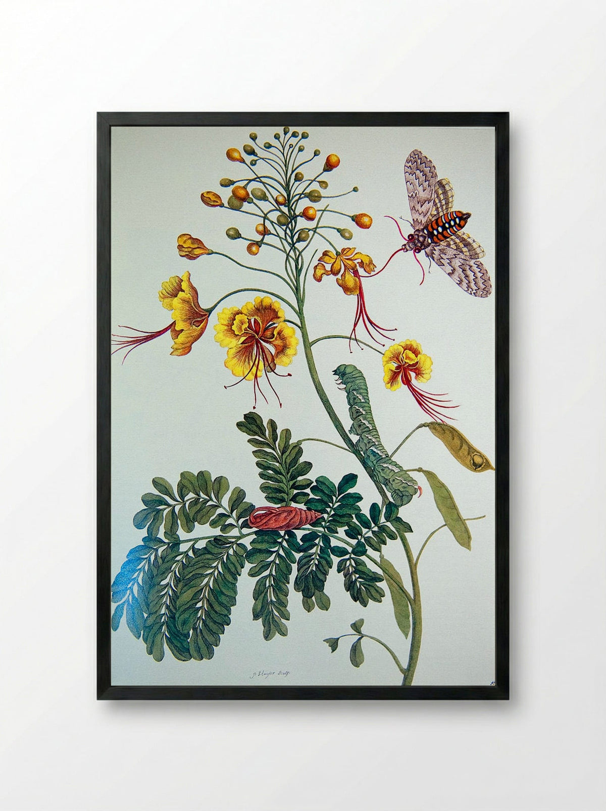 From Metamorphosis insectorum Surinamensium, Plate XLV - Maria Sibylla Merian - Framed Print Black