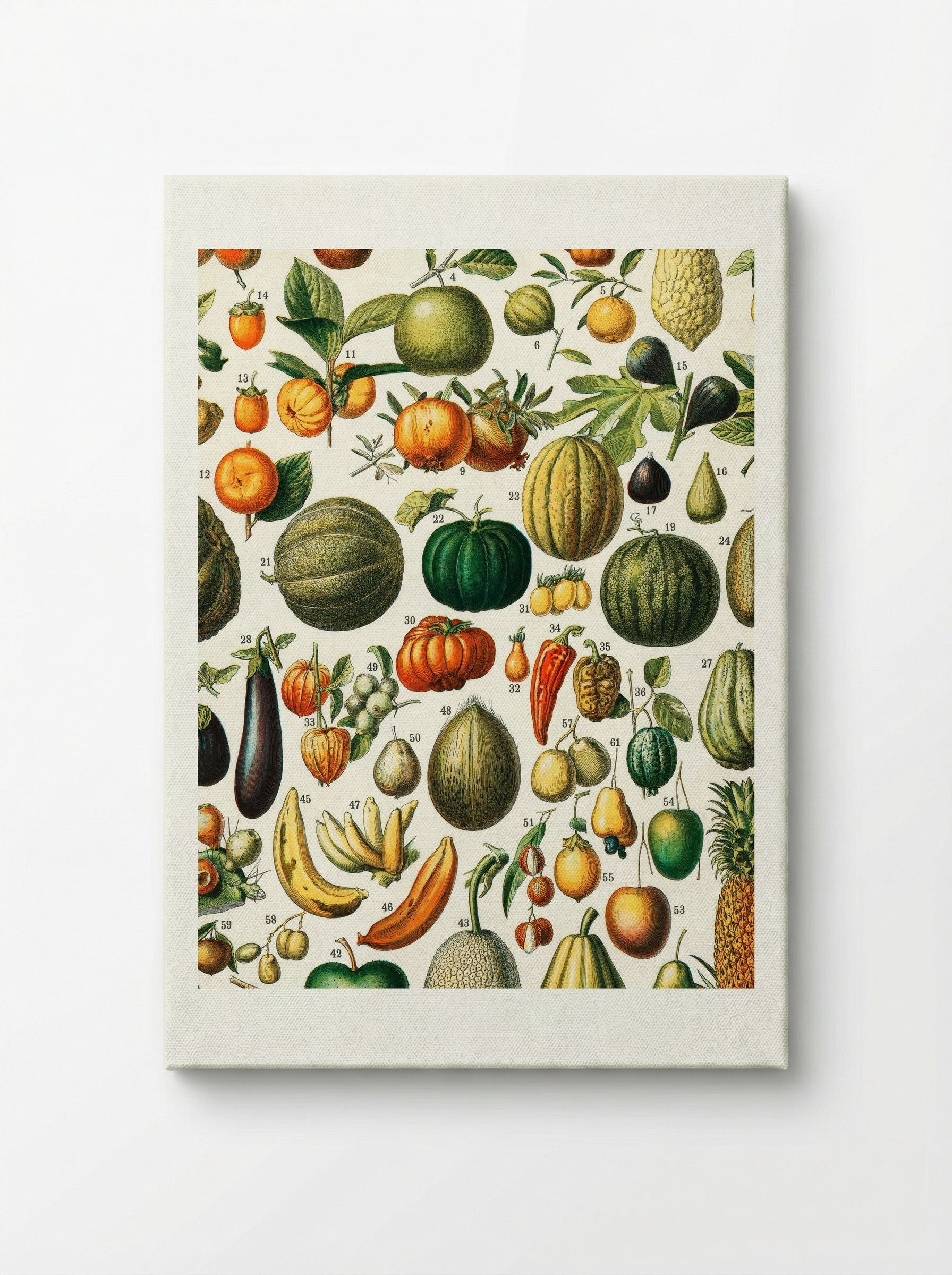 Fruits (from Nouveau Larousse Illustré) - Adolphe Millot - Canvas