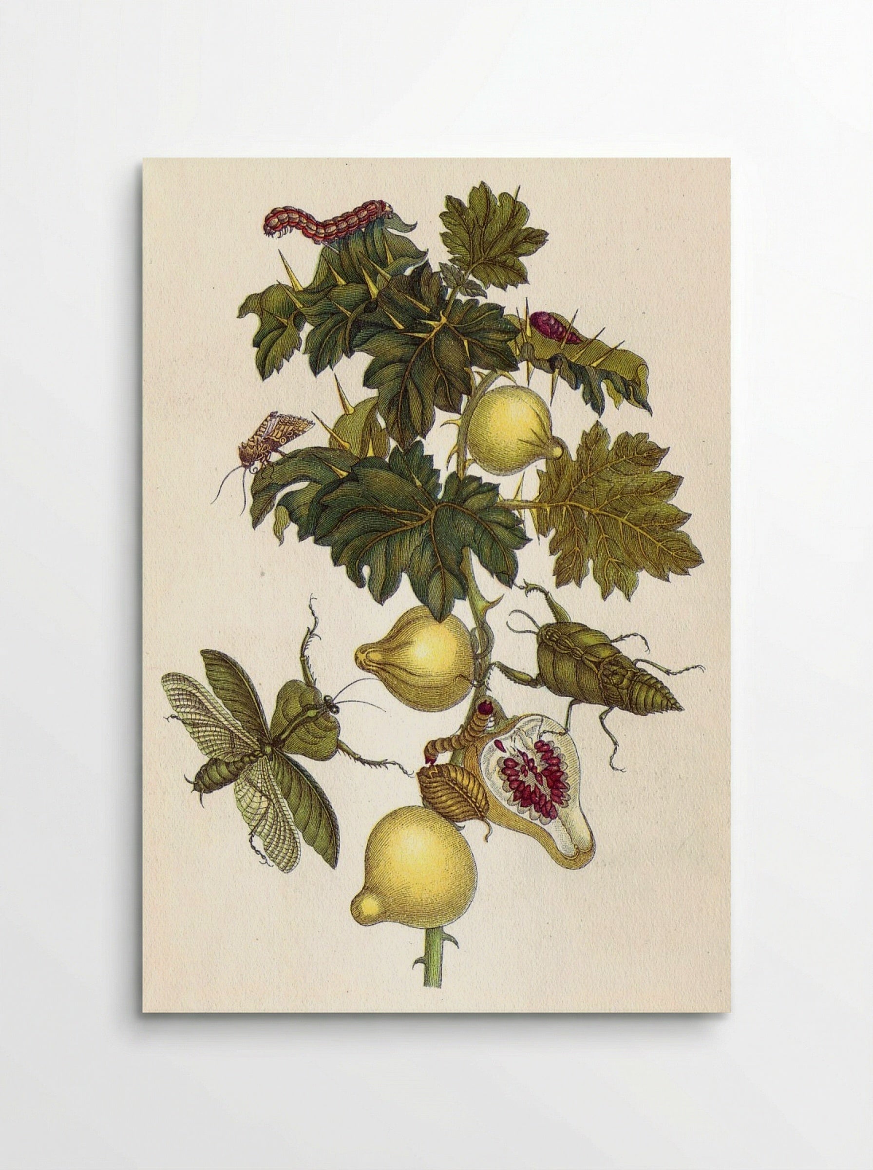 Musa paradisiaca - Maria Sibylla Merian - Poster