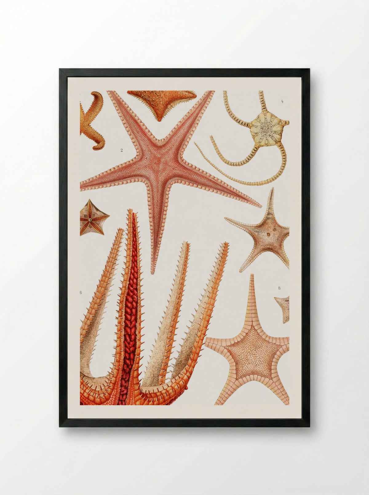 Starfish Varieties - Albert I of Monaco - Framed Print Black