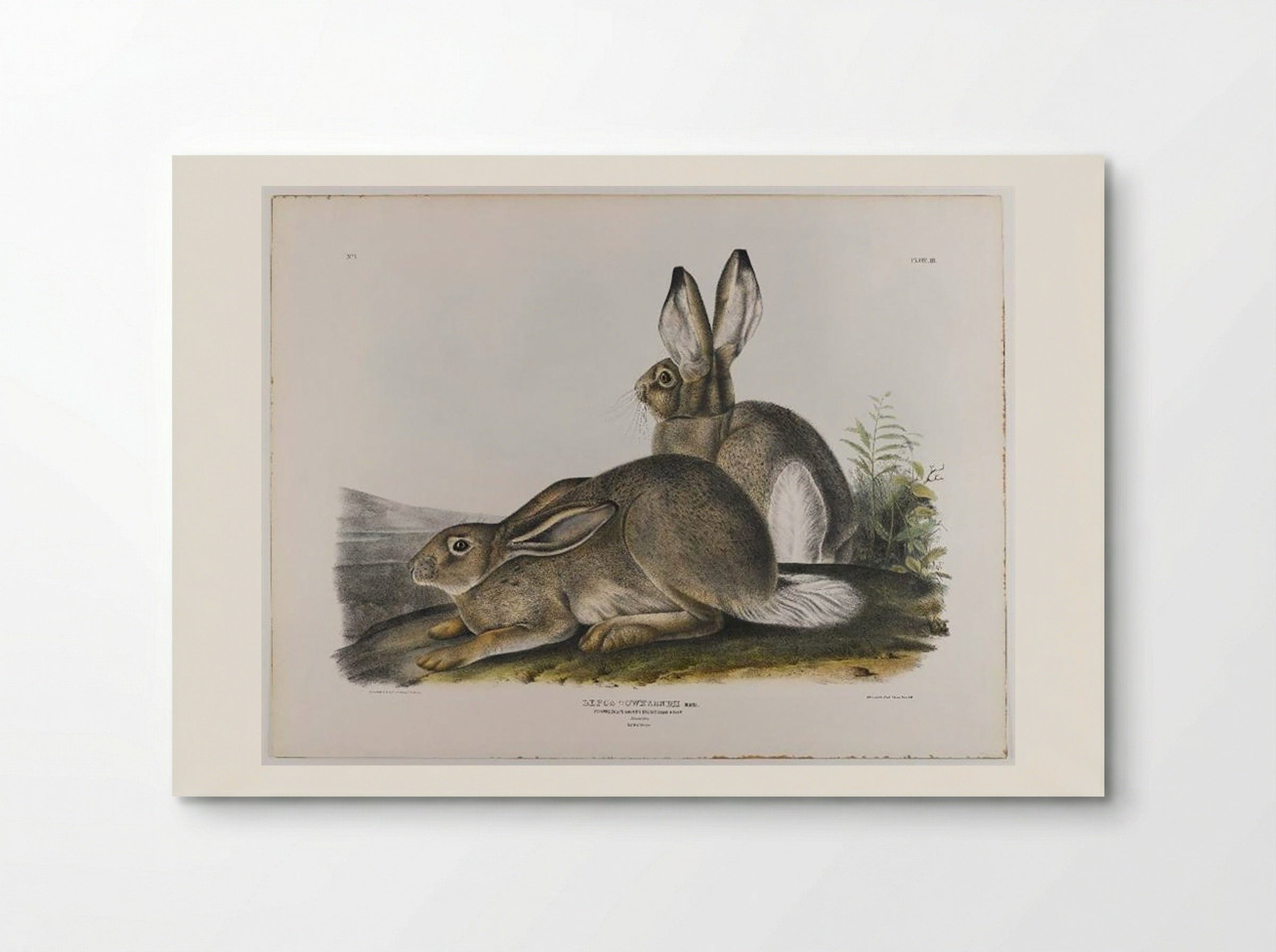 Townsend's Rocky Mountain Hare - John James Audubon - Poster
