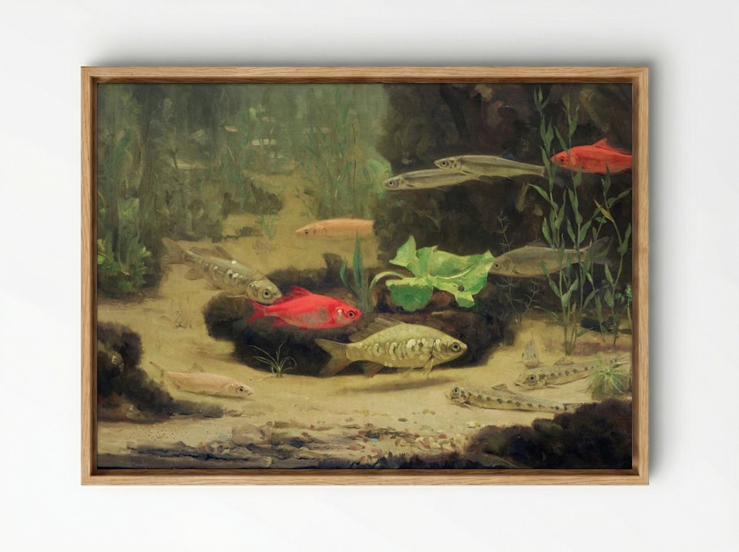 Gold and Silverfish in an Aquarium - Gerrit Willem Dijsselhof - Framed Canvas Wood