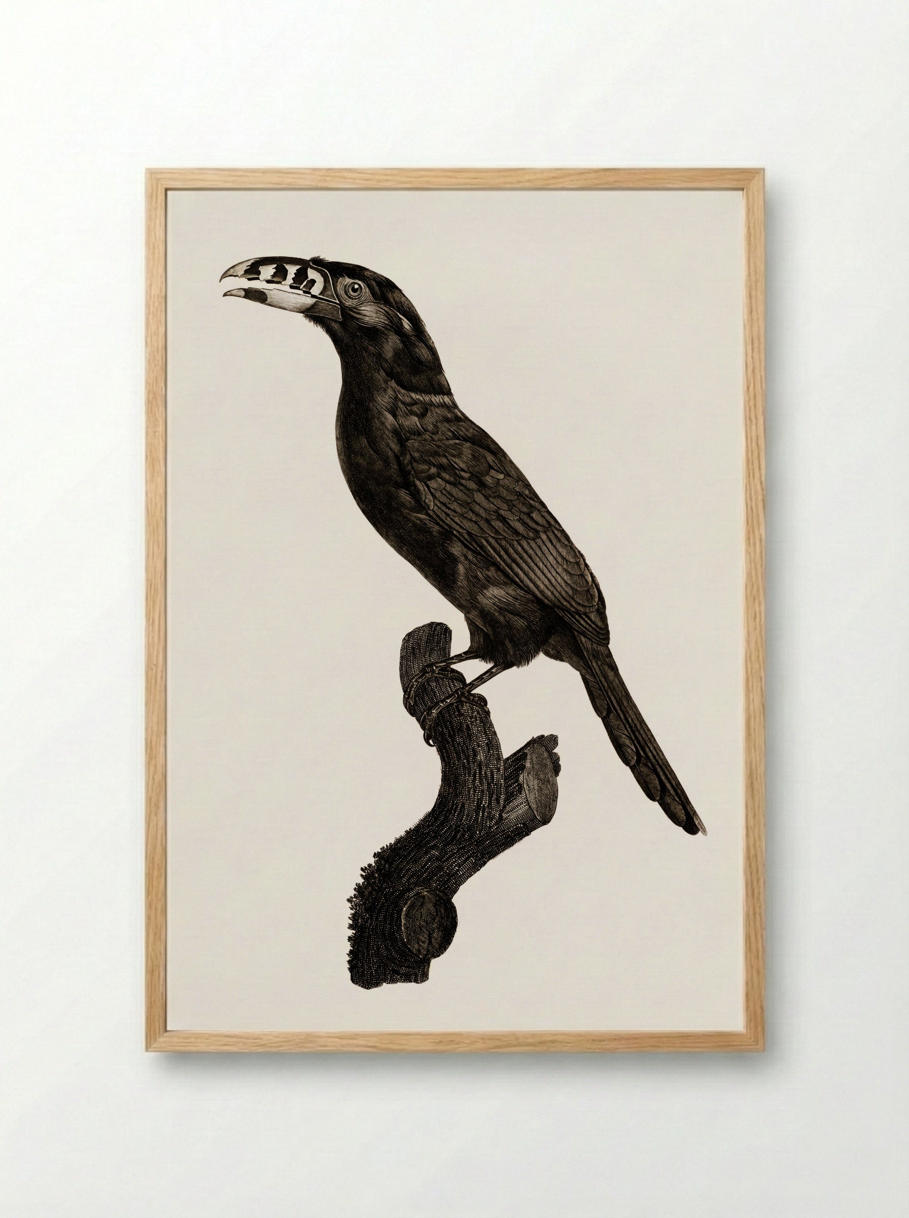 Black-necked Aracari, Male - Jacques Barraband - Framed Print Wood