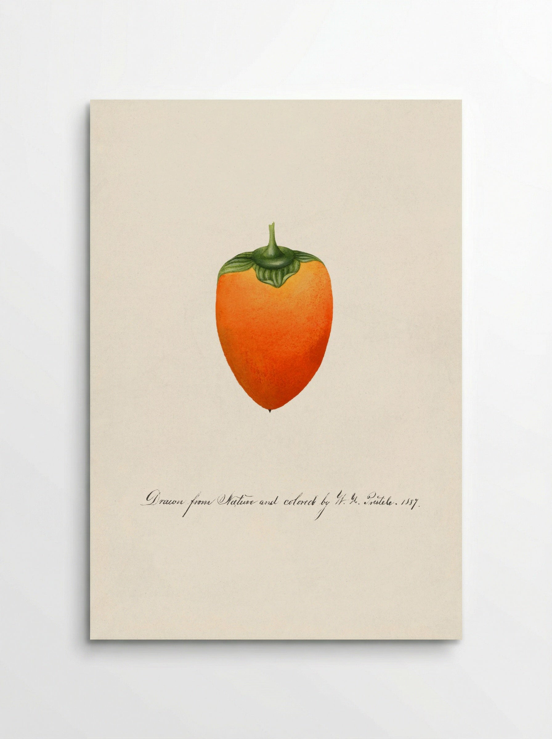 Persimmon (Diospyros) (1887) - William Henry Prestele - Poster