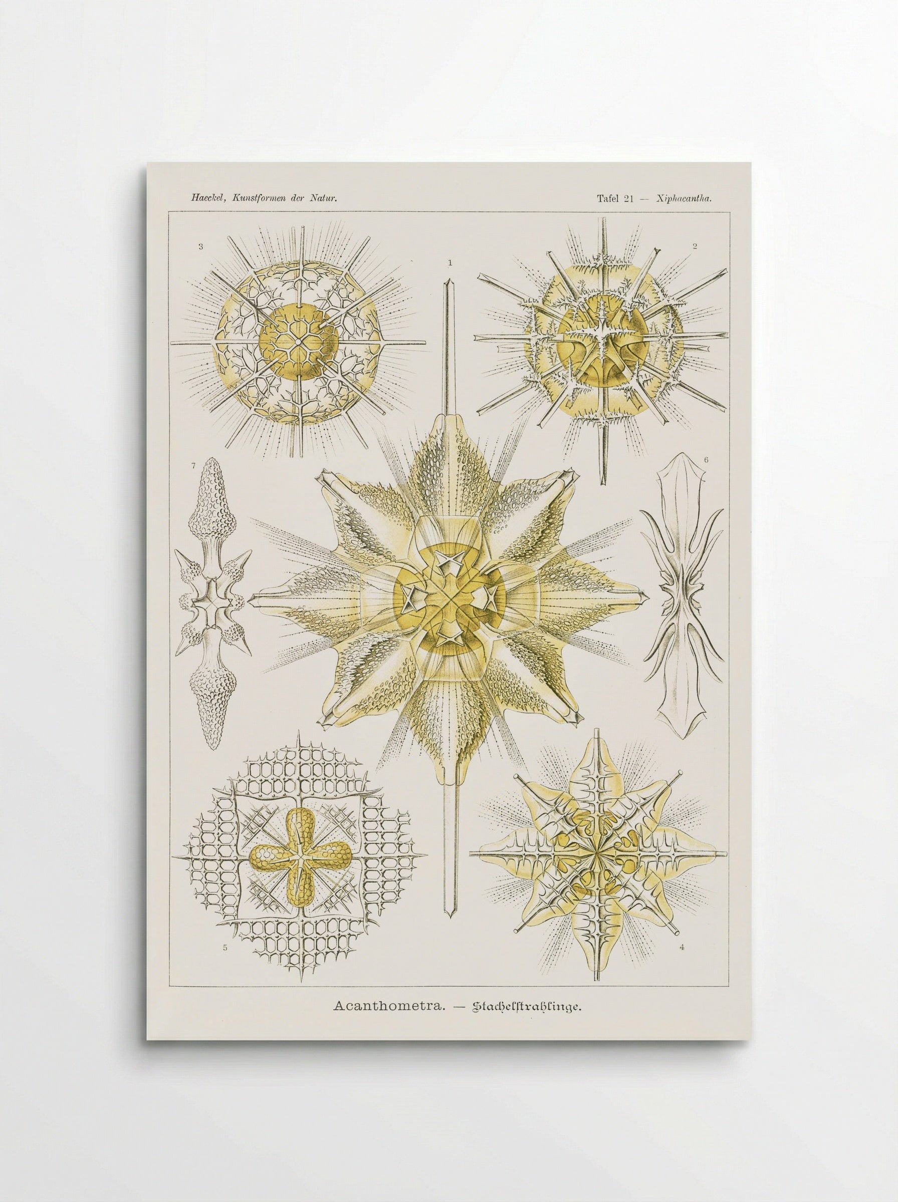 Acanthometra-Stachelstrahlinge (1904) - Ernst Haeckel - Poster