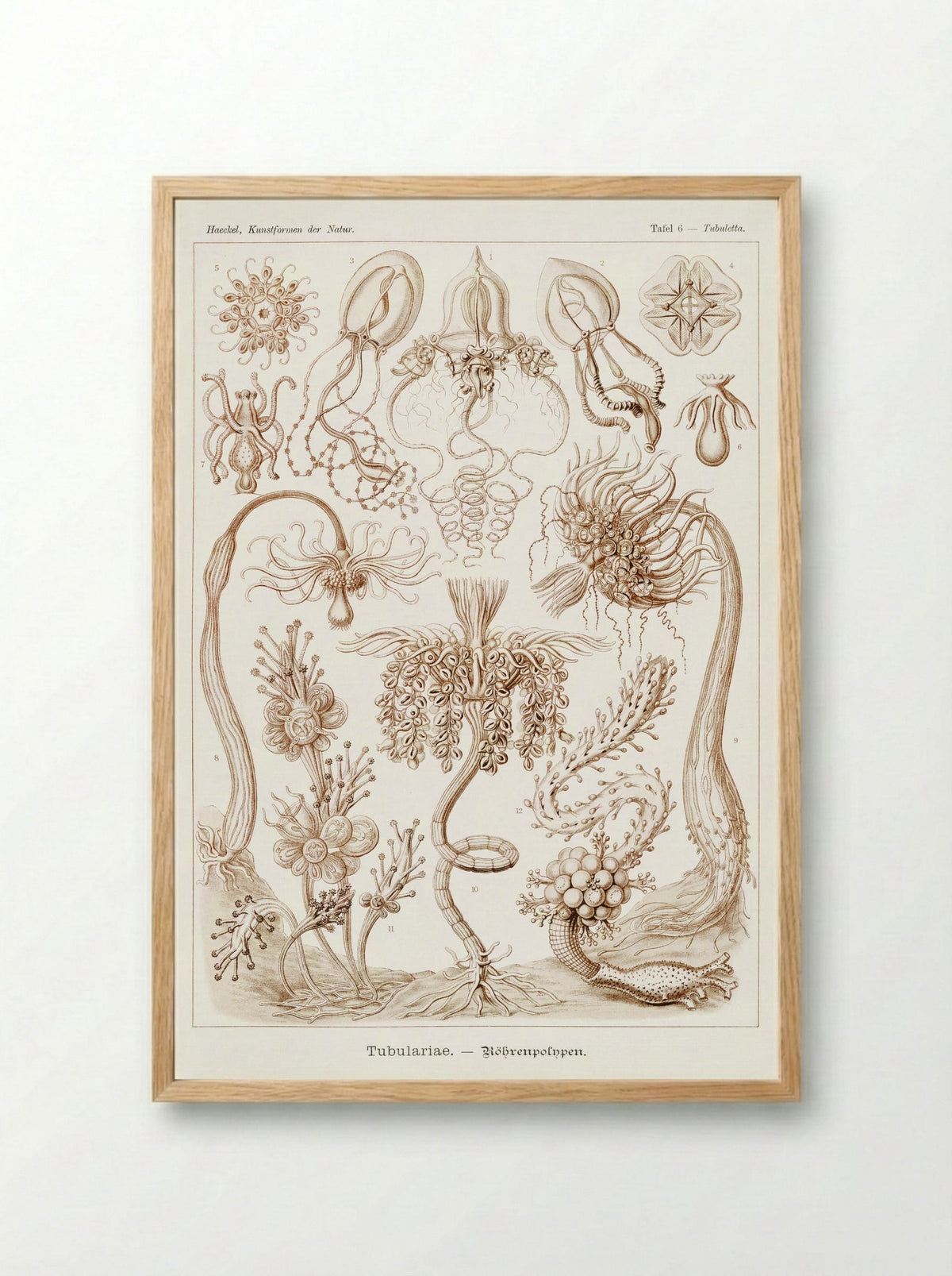 Diatomea-Schachtellinge (1904) - Ernst Haeckel - Framed Print Wood