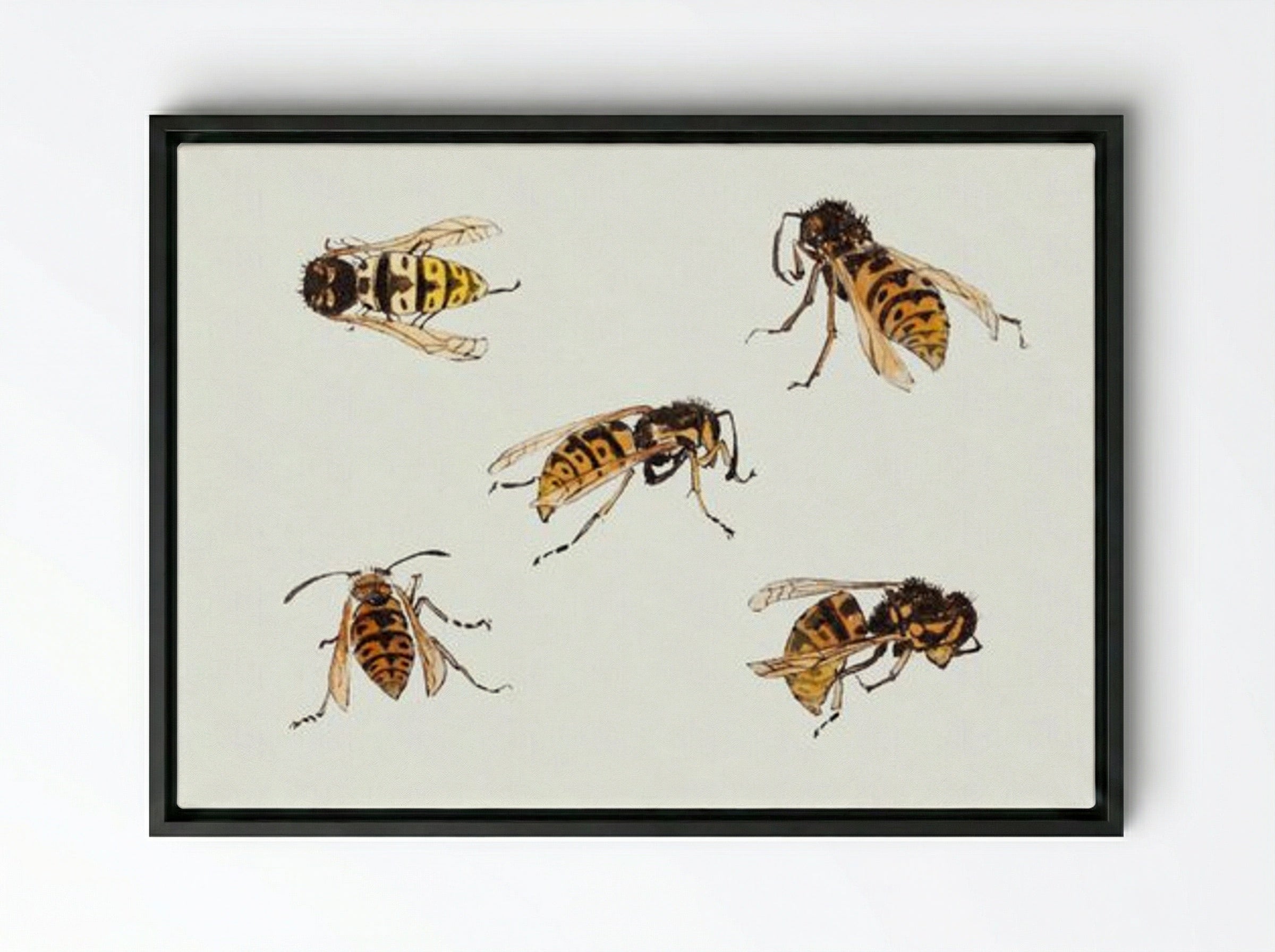Studies of Wasps - Julie de Graag - Framed Canvas Black